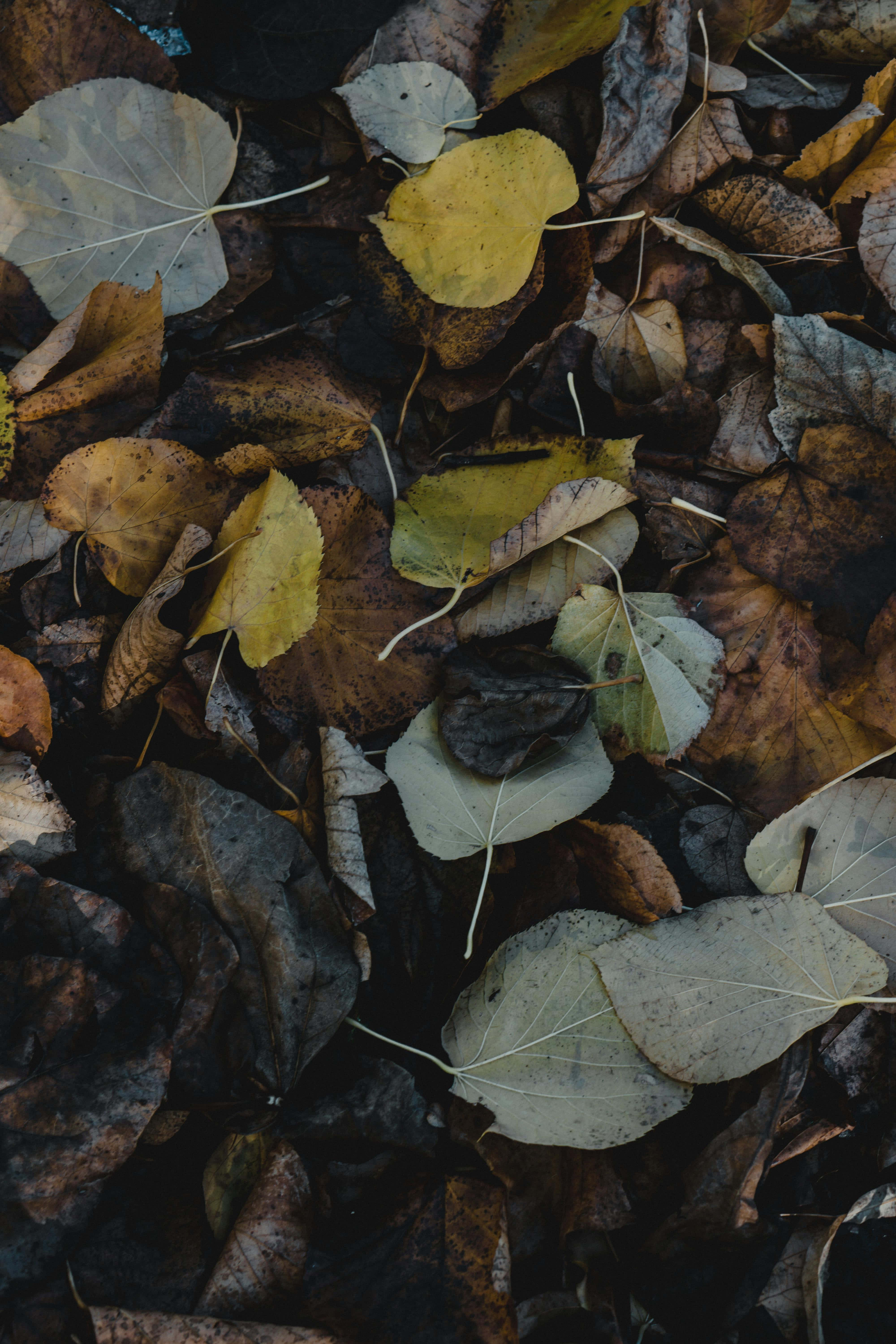 autumn leaves, yellow brown, gray, 5K Phone Wallpaper