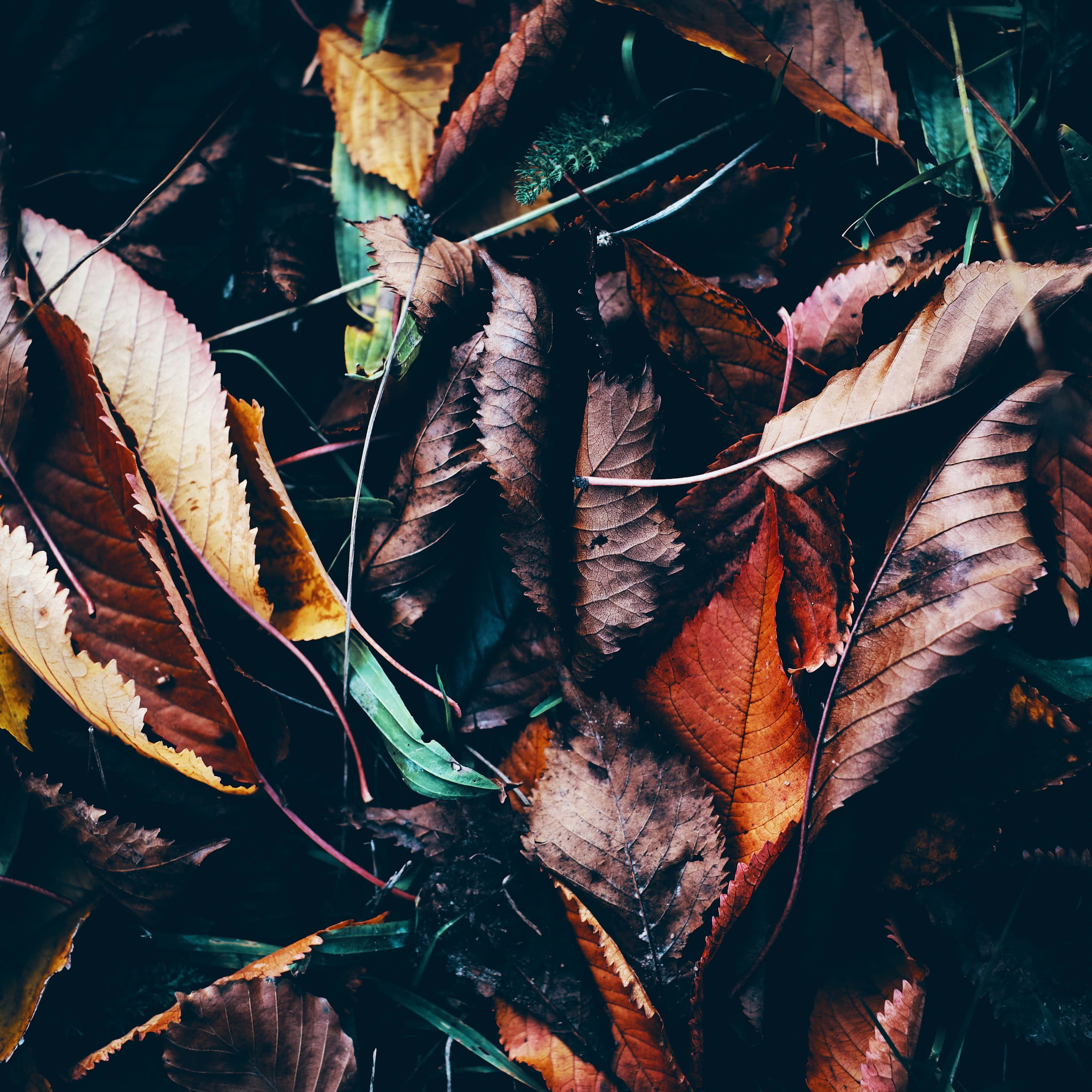 autumn leaves, rich browns oranges and yellows, dark earth, 2K Desktop Wallpaper