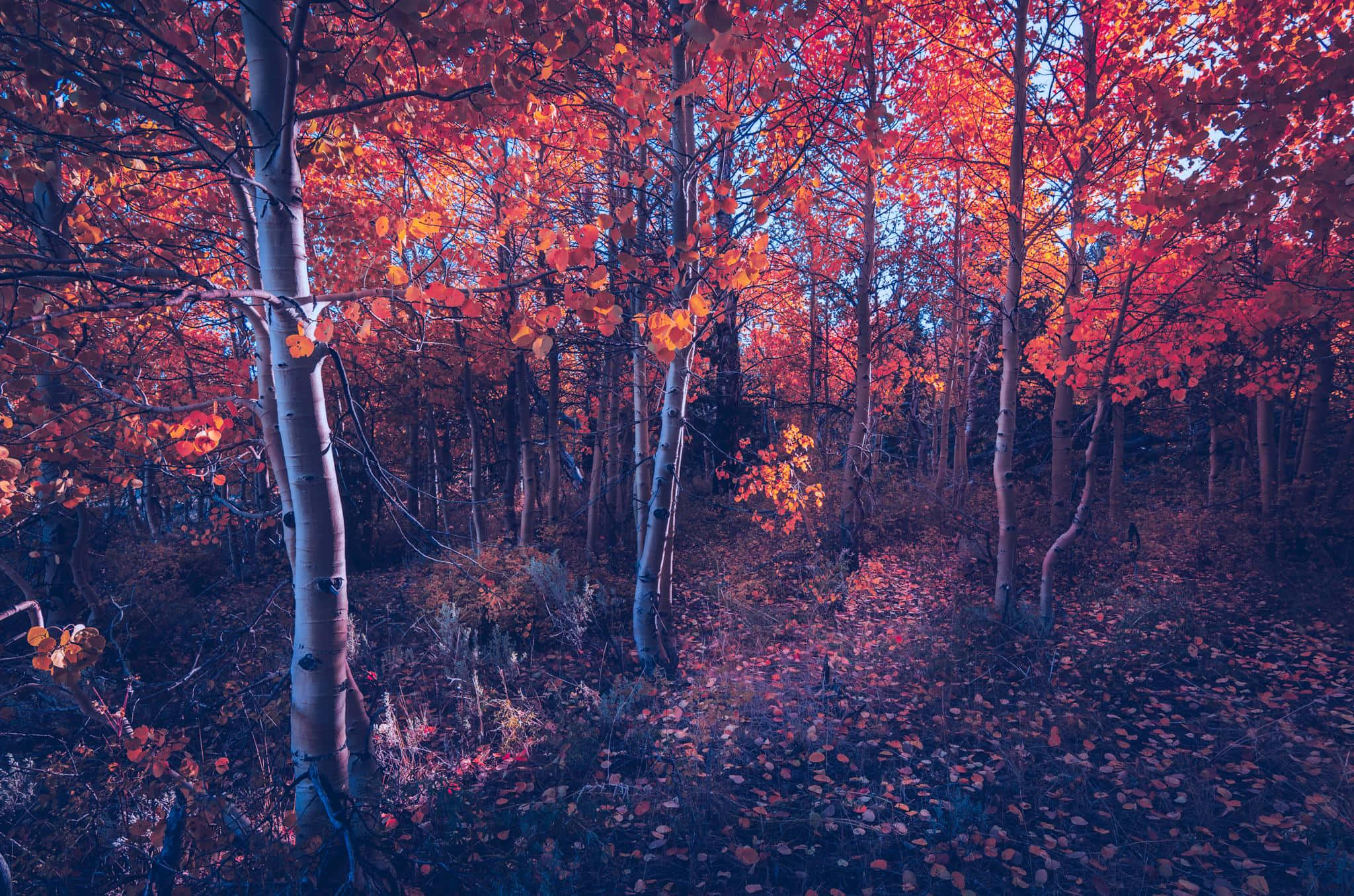 twilight, autumn, forest path, Full HD Desktop Wallpaper