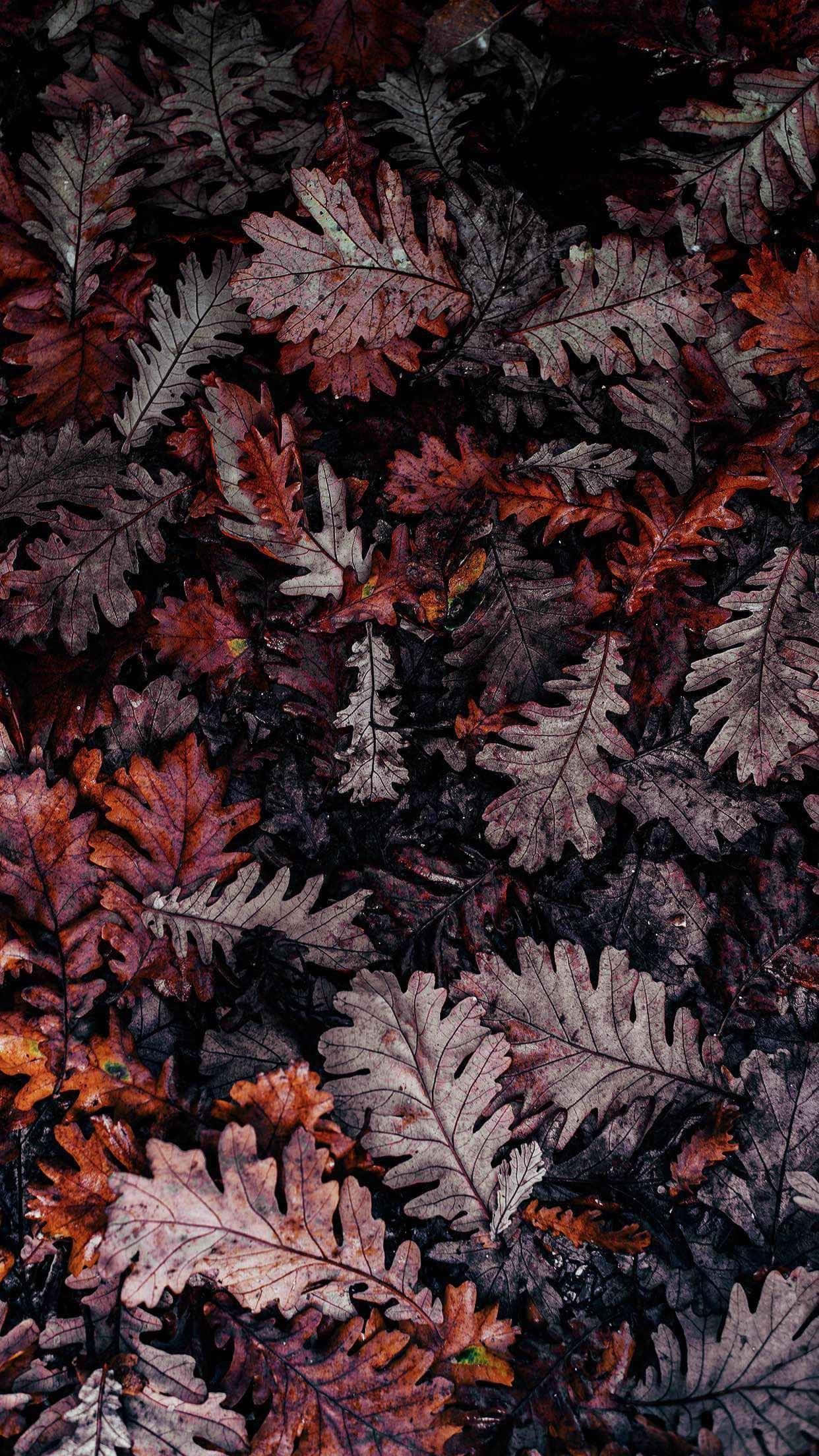 Dark Fall Leaves Texture, autumn oak leaves, deep reds, Full HD Phone Wallpaper