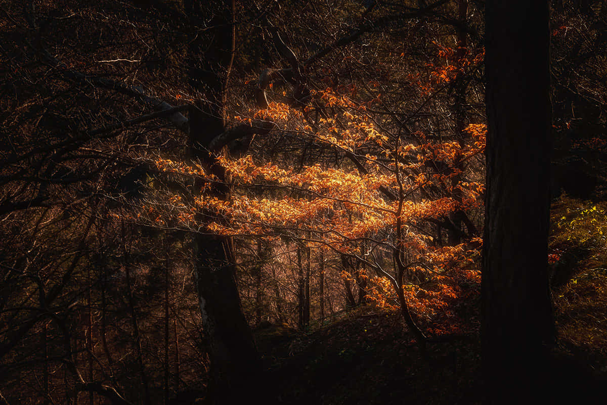autumn whispers in dark forest, dense dark trees, vibrant orange autumn leaves, SD Desktop Wallpaper