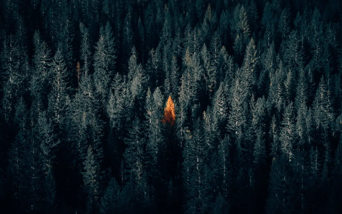 Dark Fall