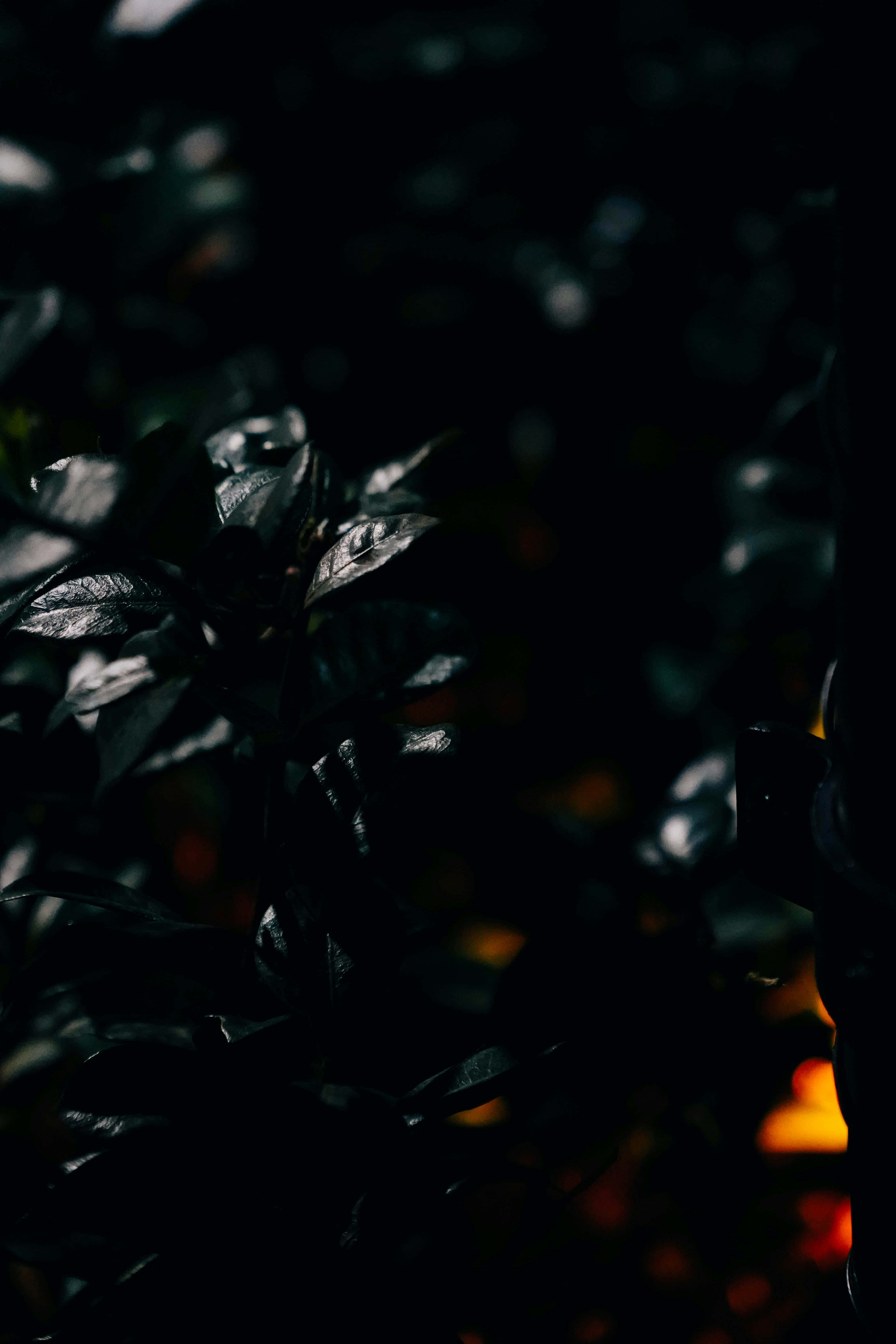 Dark Fall, glossy leaves, deep shadow, 5K Phone Wallpaper