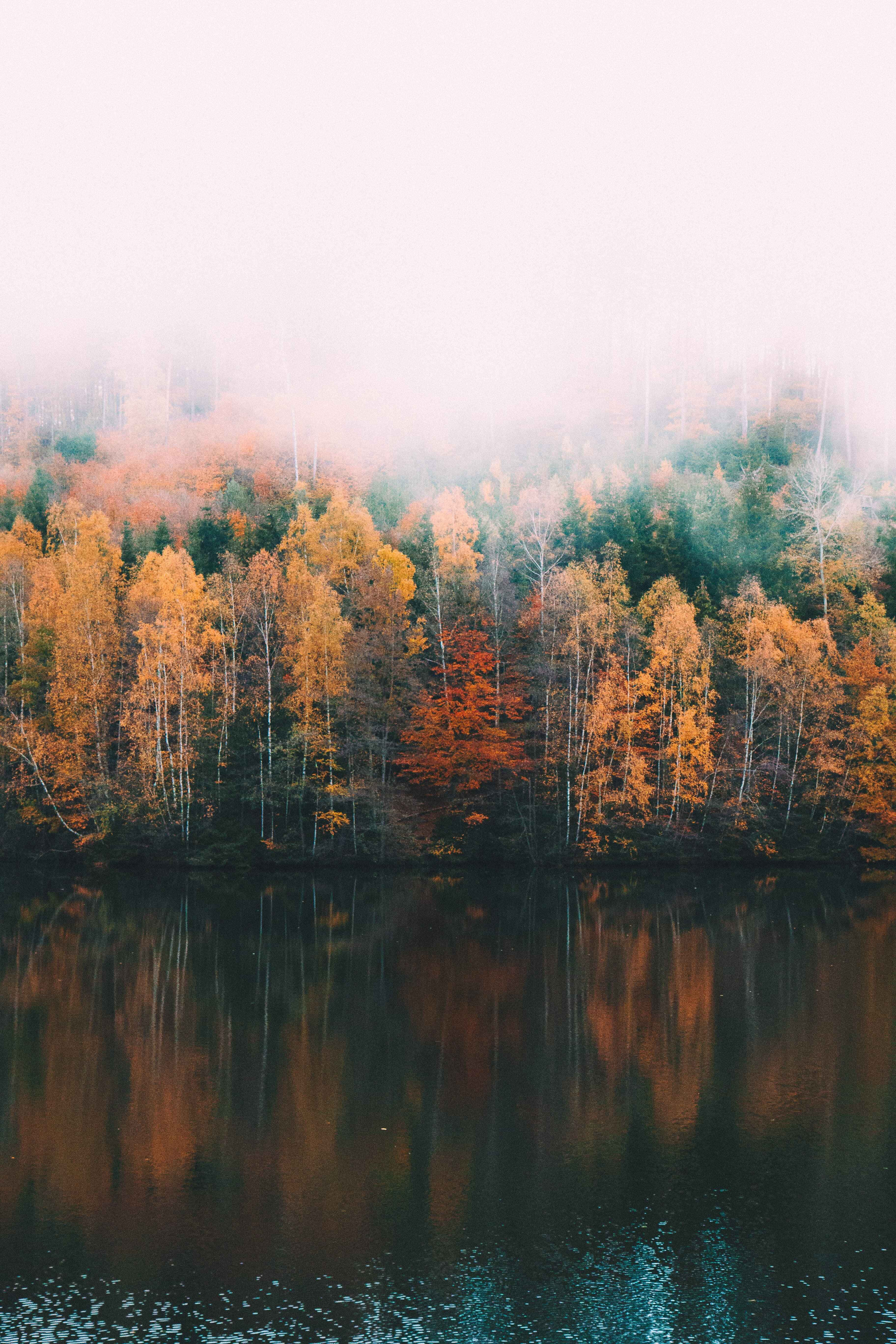 Fall Fog, autumn forest, golden birch trees, 5K Phone Wallpaper