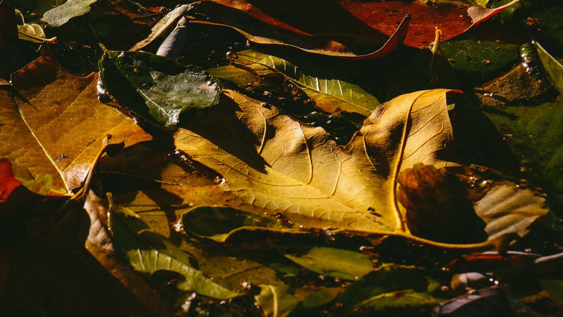 autumn leaves, water puddle, damp earth, Full HD Desktop Wallpaper
