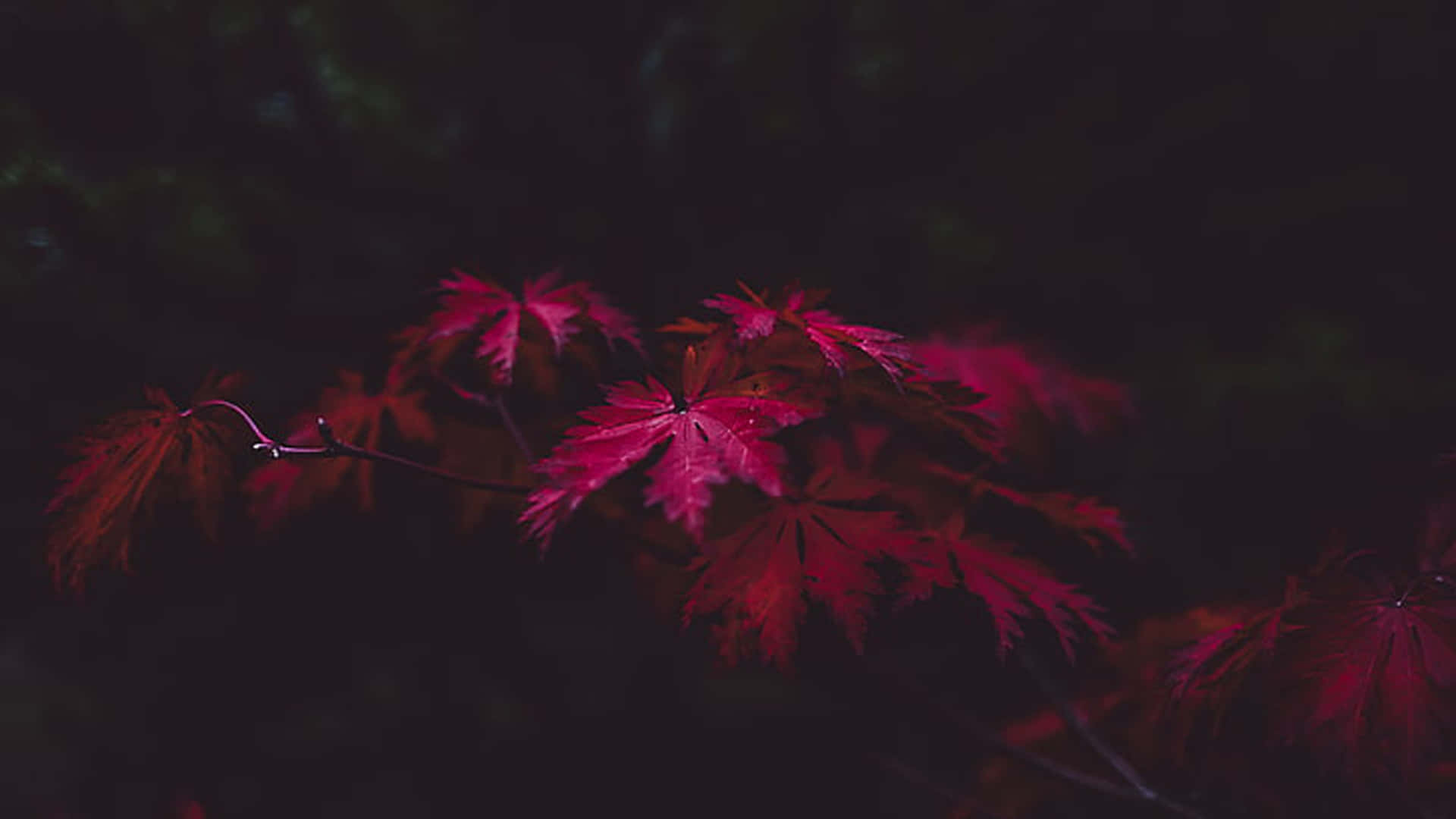 Dark Fall, red maple leaves, crimson maple leaves, Full HD Desktop Wallpaper