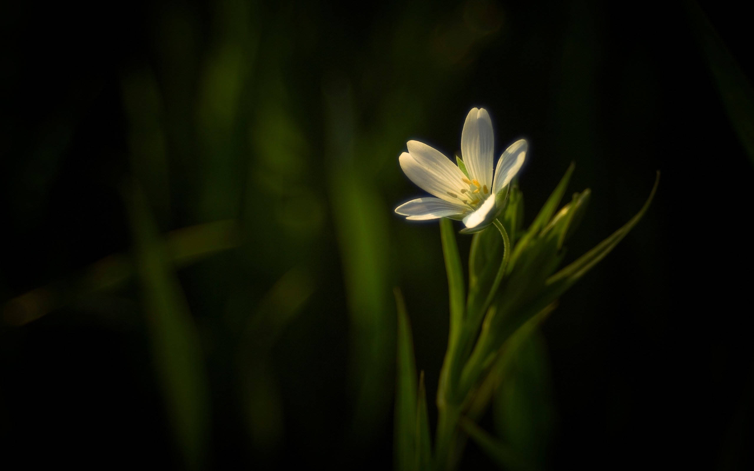 Dark White Floral Grass, white flower, dark blurred green background, 2K Desktop Wallpaper