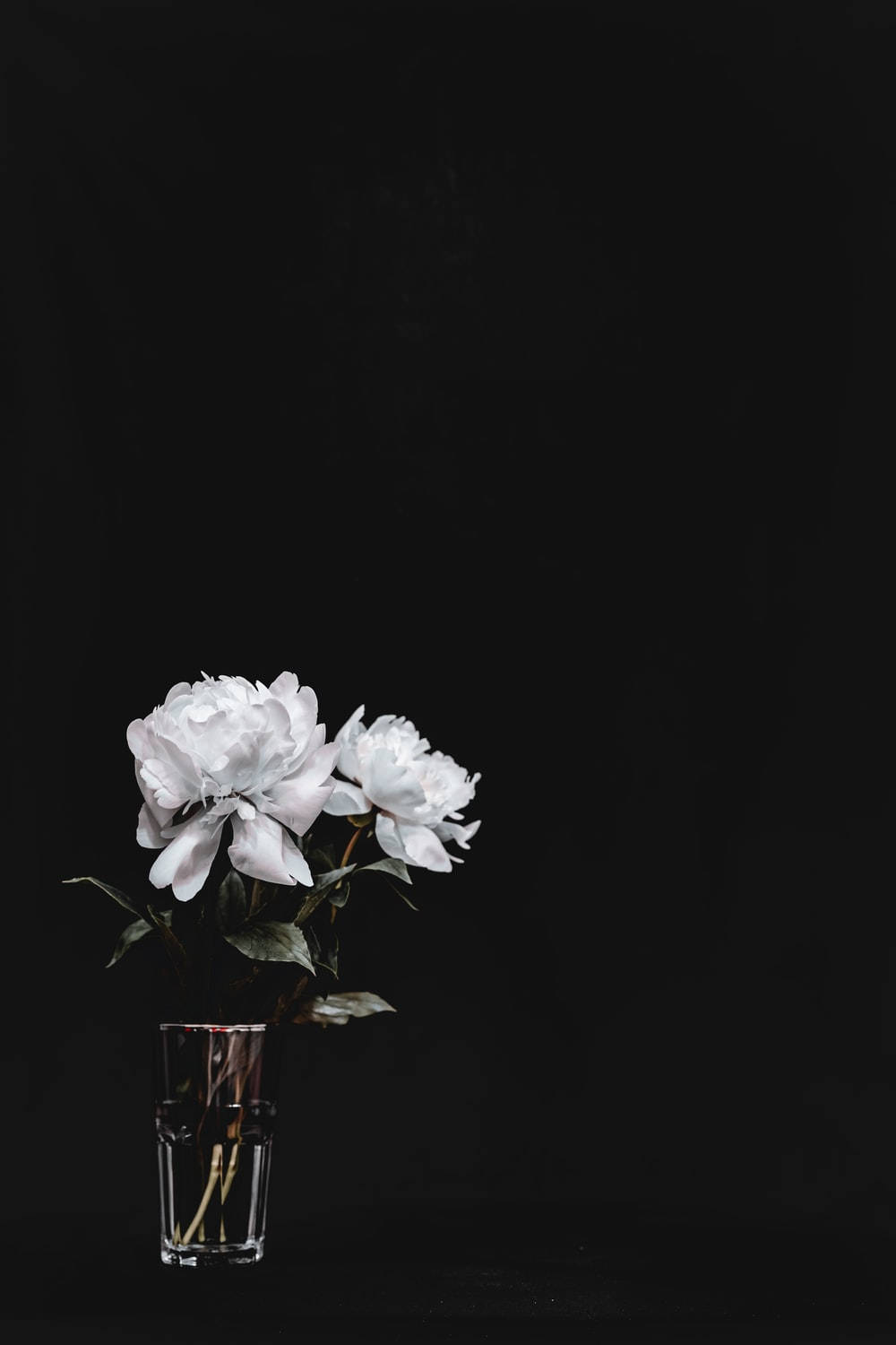 white peonies, clear glass vase, stark black background, HD Phone Wallpaper