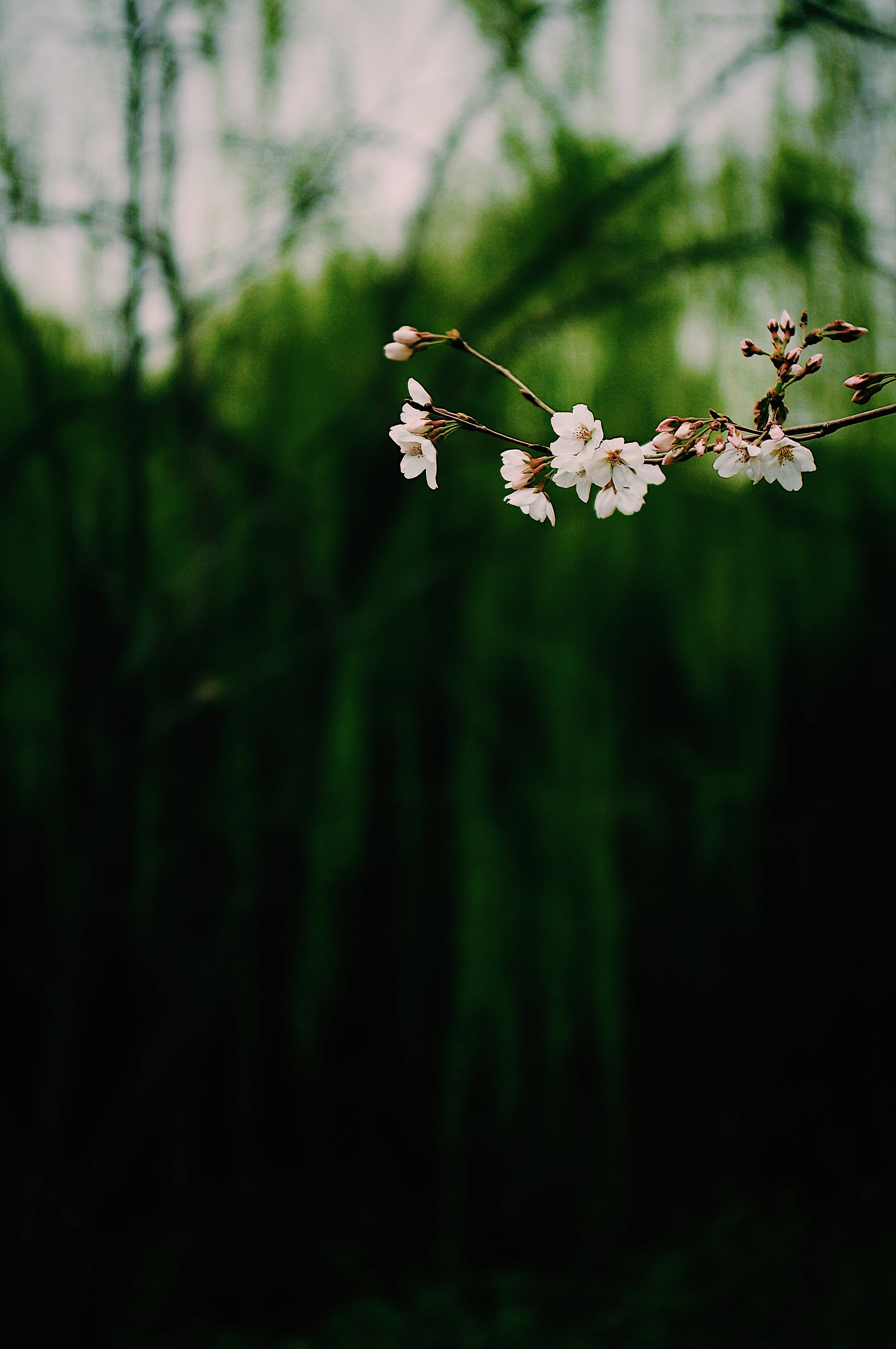 Dark White Hanging Floral, white cherry blossoms, slender branch, 4K Phone Wallpaper