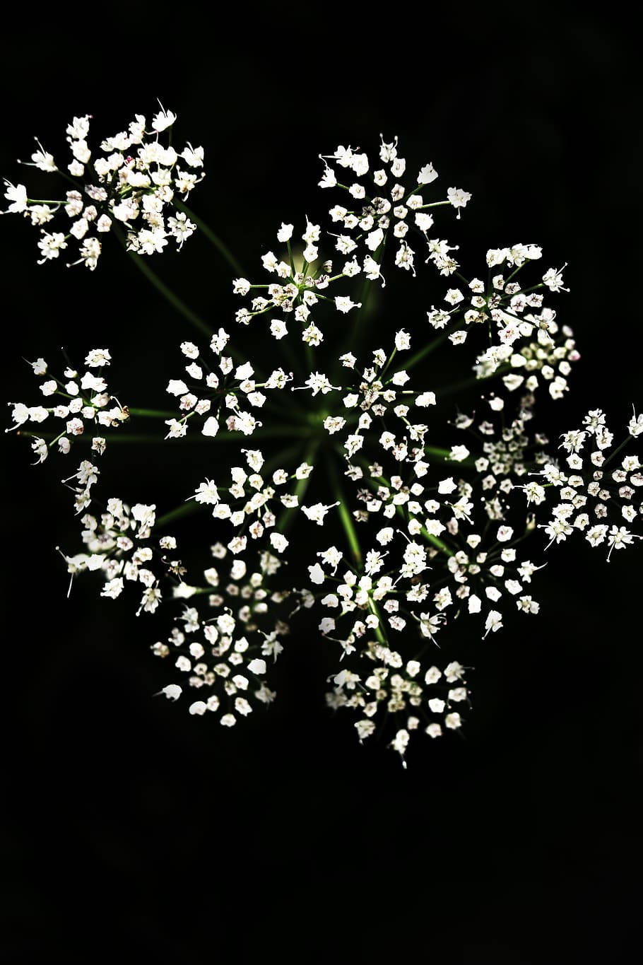 small white floral, dark, stark black background, HD Phone Wallpaper