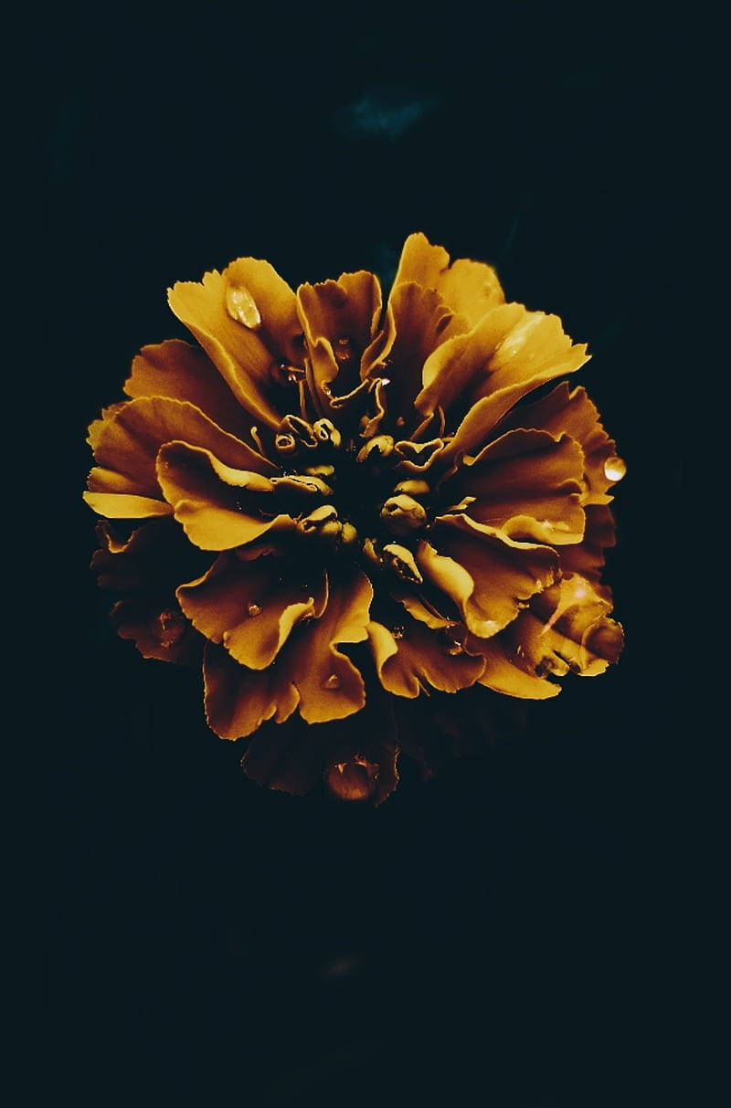 dark floral, yellow bloom, golden marigold, SD Phone Wallpaper