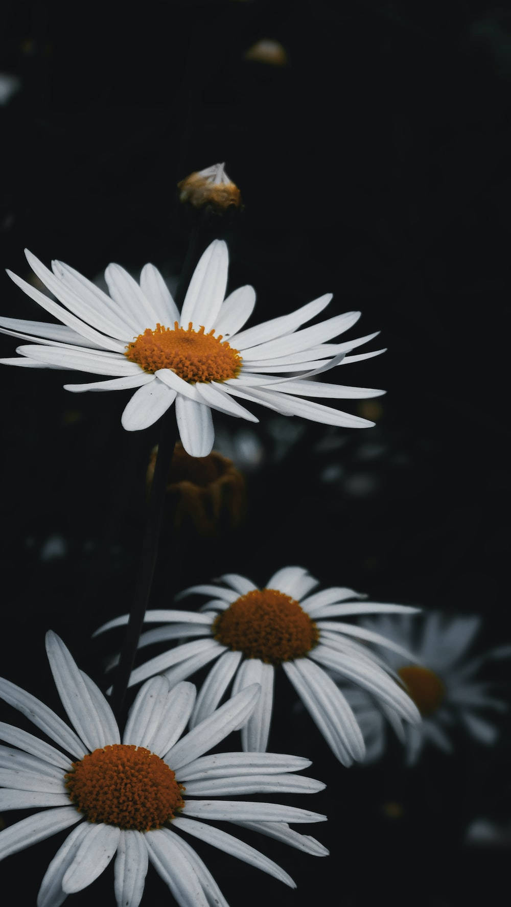 white daisies, orange centers, dark blurred background, HD Phone Wallpaper