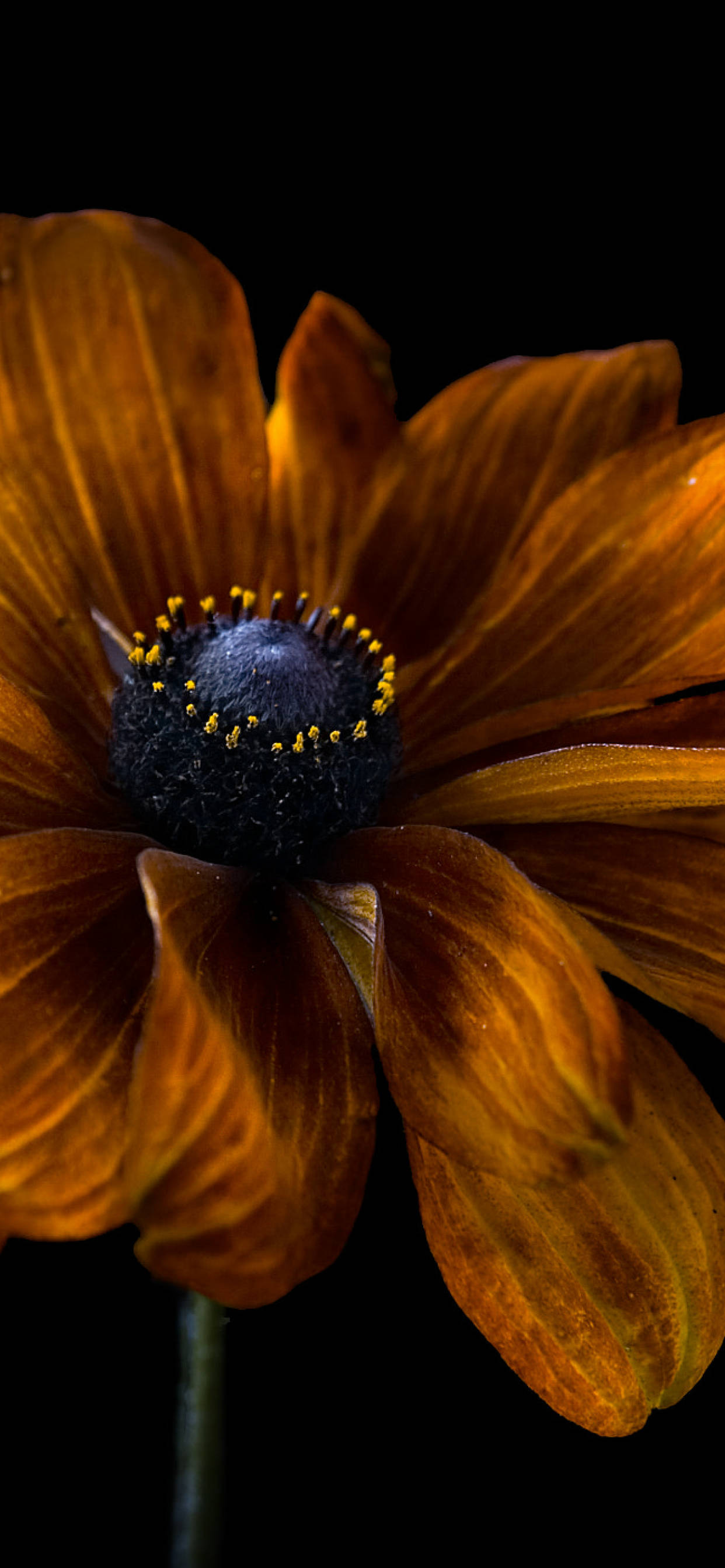 Dark Yellow Floral Blue, vibrant orange flower, dark center, 2K Phone Wallpaper