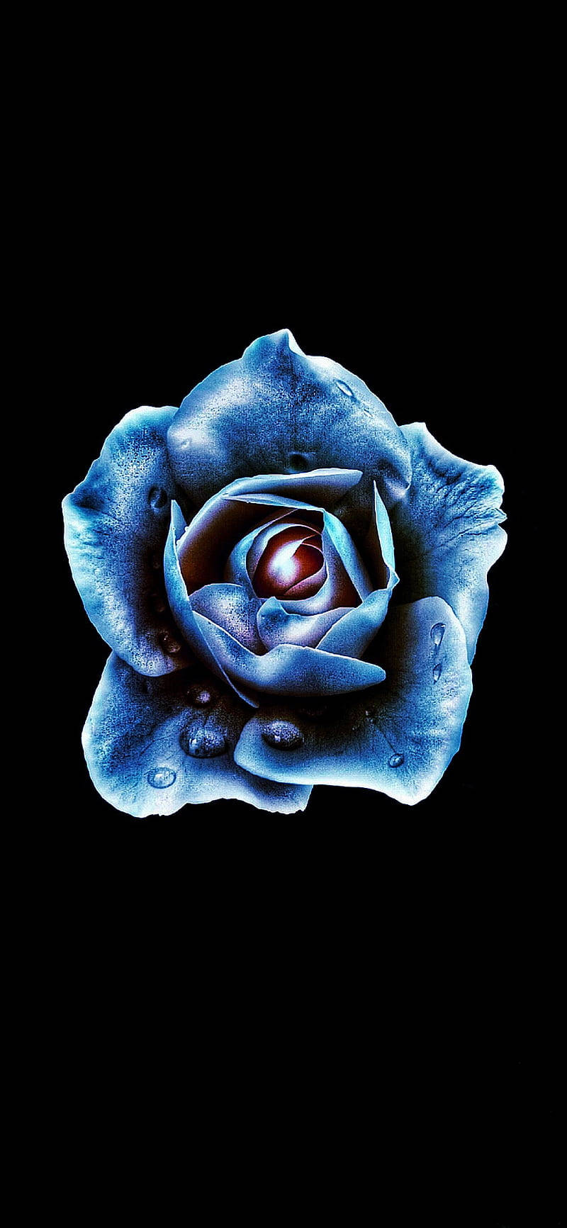 fresh dark blue floral, blue rose, dew drops, HD Phone Wallpaper