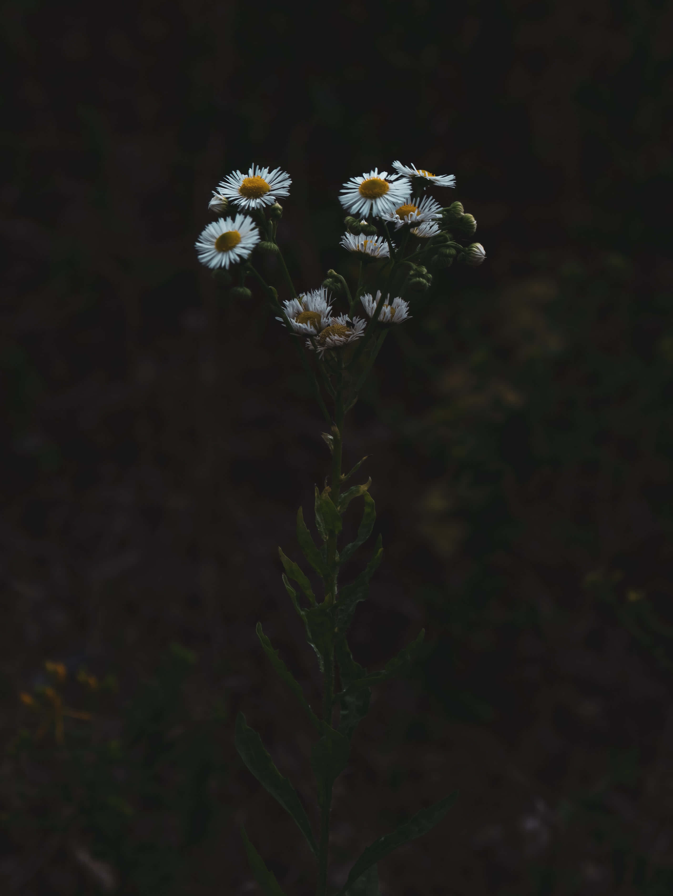 Moody Daisies Phone, white daisies, yellow centers, 2K Phone Wallpaper