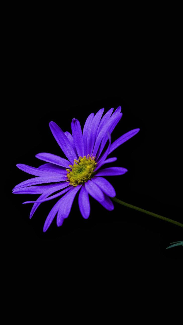 dark purple floral, black, vibrant purple daisy, HD Phone Wallpaper