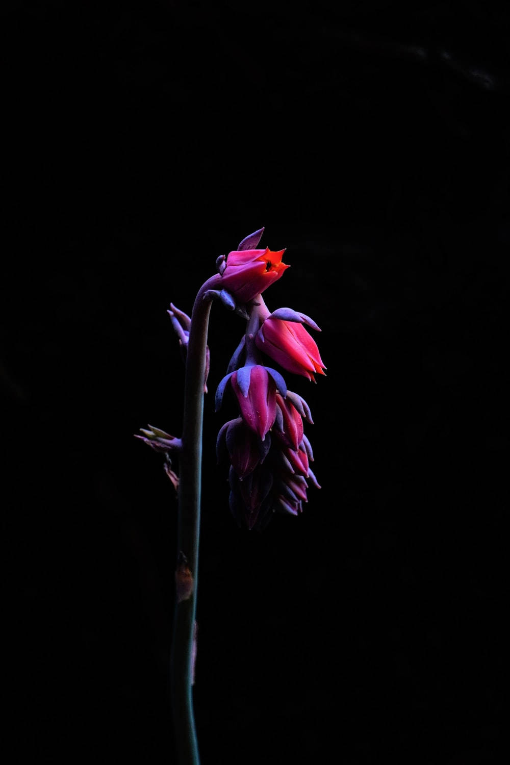 long dark pink floral, vibrant pink and purple flower, stark black background, HD Phone Wallpaper