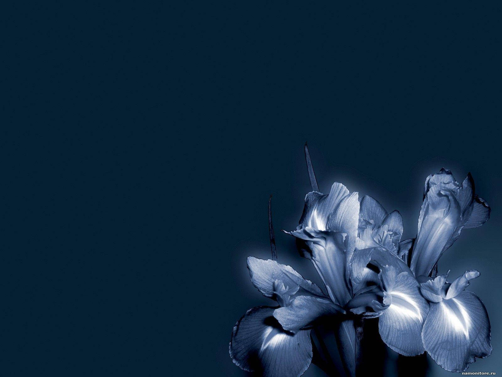 Dark Blue Floral Petals, Iris flowers, ethereal blue light, HD Desktop Wallpaper