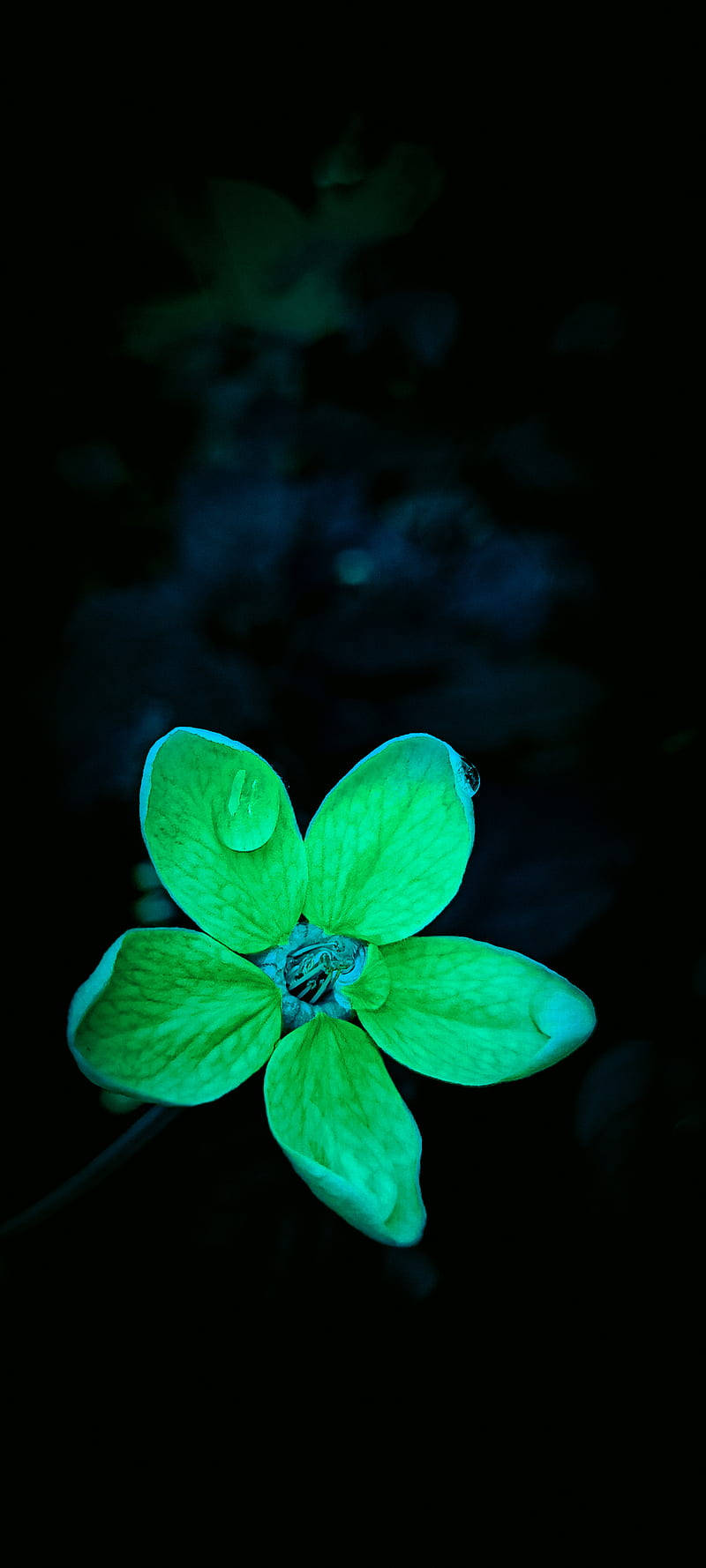 fresh dark green floral, glowing green flower, dewdrop, HD Phone Wallpaper