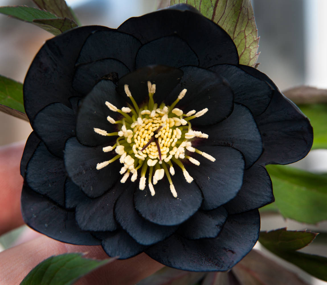 big dark floral petal, deep black hellebore, creamy yellow stamens, SD Desktop Wallpaper