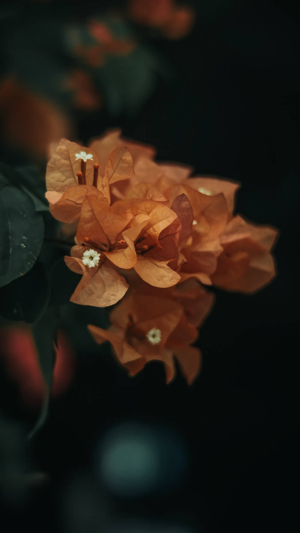 mustard, dark petal, floral, HD Phone Wallpaper