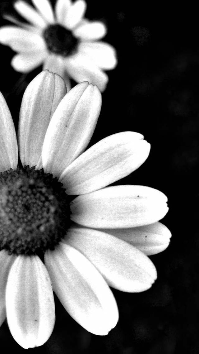 white and black dark floral, daisies, soft petals, SD Phone Wallpaper