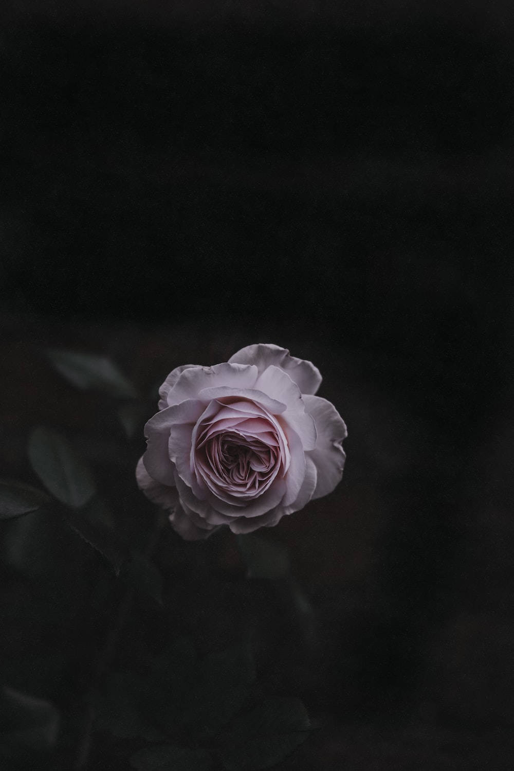 light pink, dark floral, pale pink rose, HD Phone Wallpaper