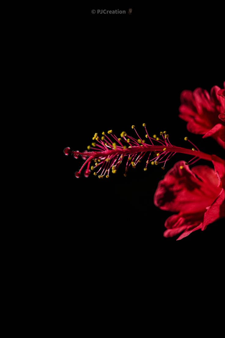 vibrant red, dark floral, hibiscus flower, SD Phone Wallpaper