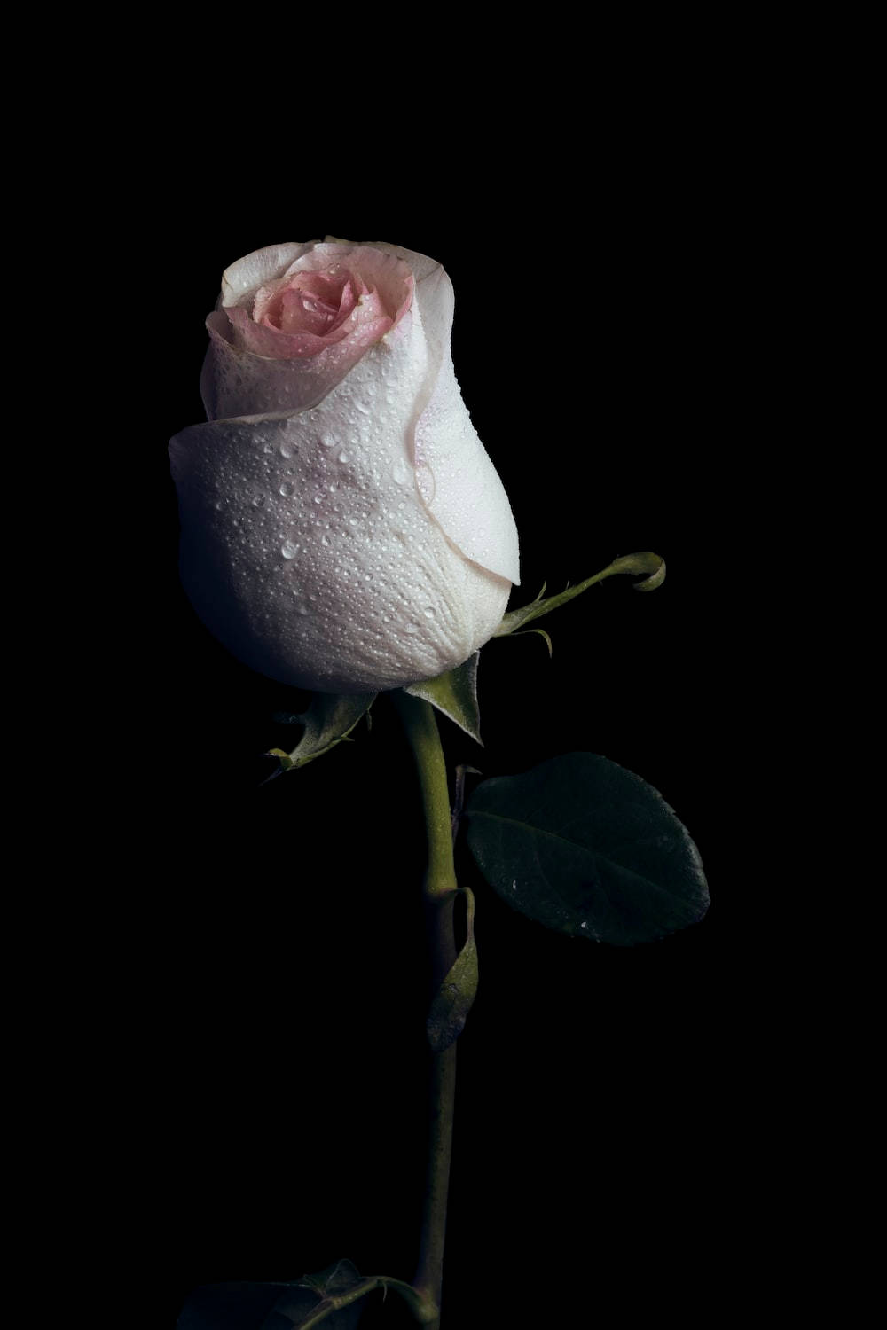 white rose, pink undertones, dew drops, HD Phone Wallpaper