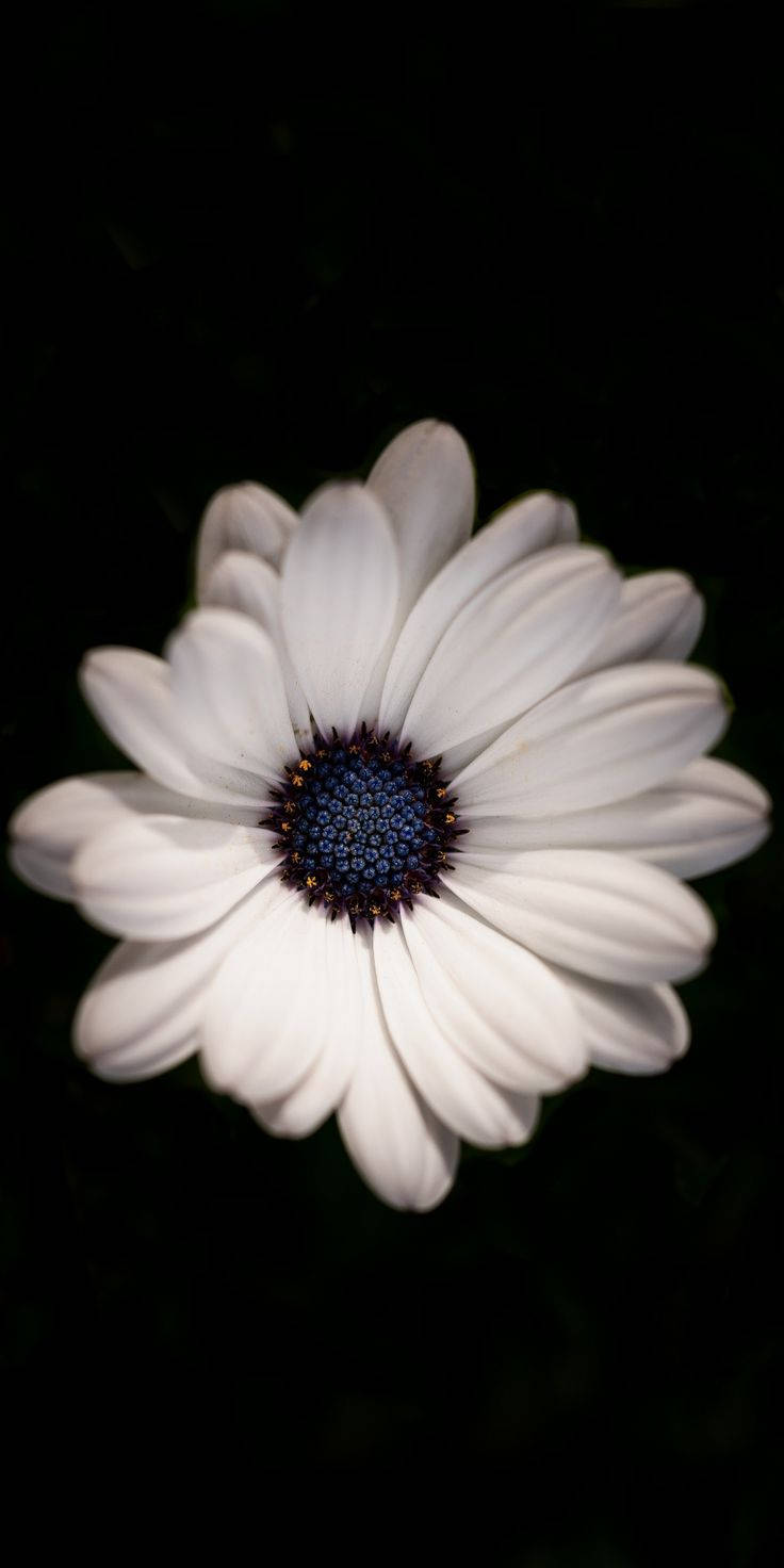 white daisy, dark blue center, pure black background, HD Phone Wallpaper