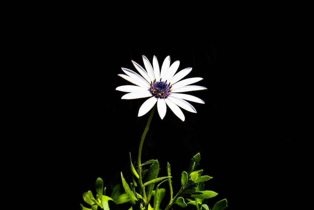 Dark Floral, white daisy, purple center, SD Desktop Wallpaper