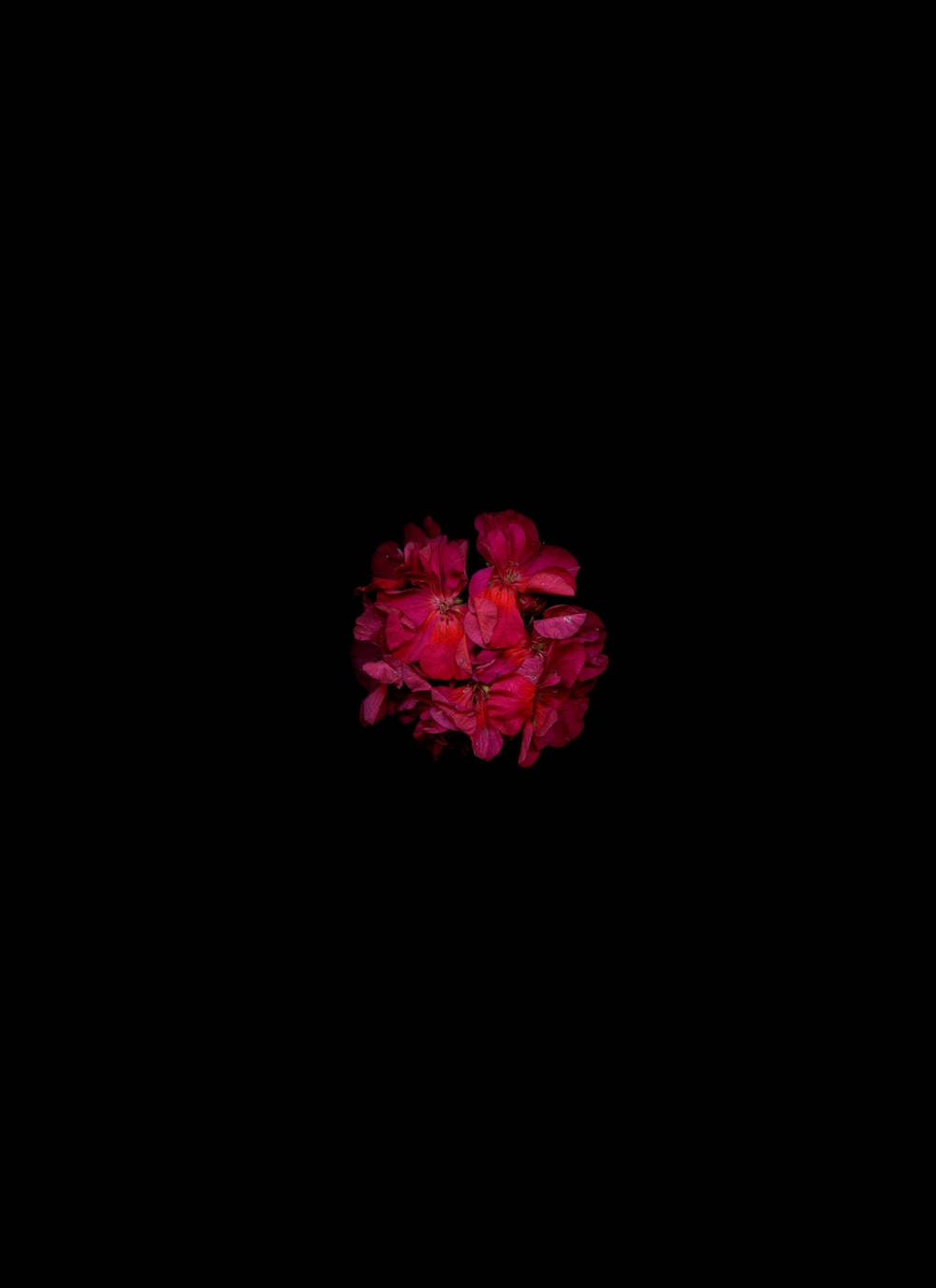 dark red floral petals, deep red flowers, pure black background, HD Phone Wallpaper