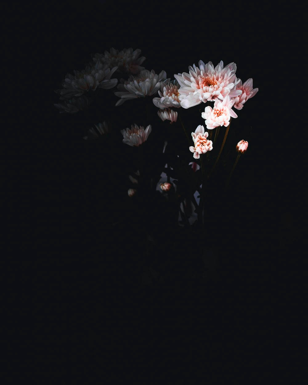 pink white dark floral, chrysanthemums, deep black background, SD Phone Wallpaper