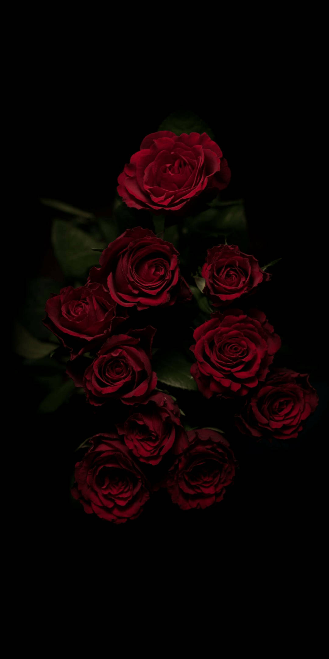 dark red floral, deep red roses, dark green leaves, Full HD Phone Wallpaper