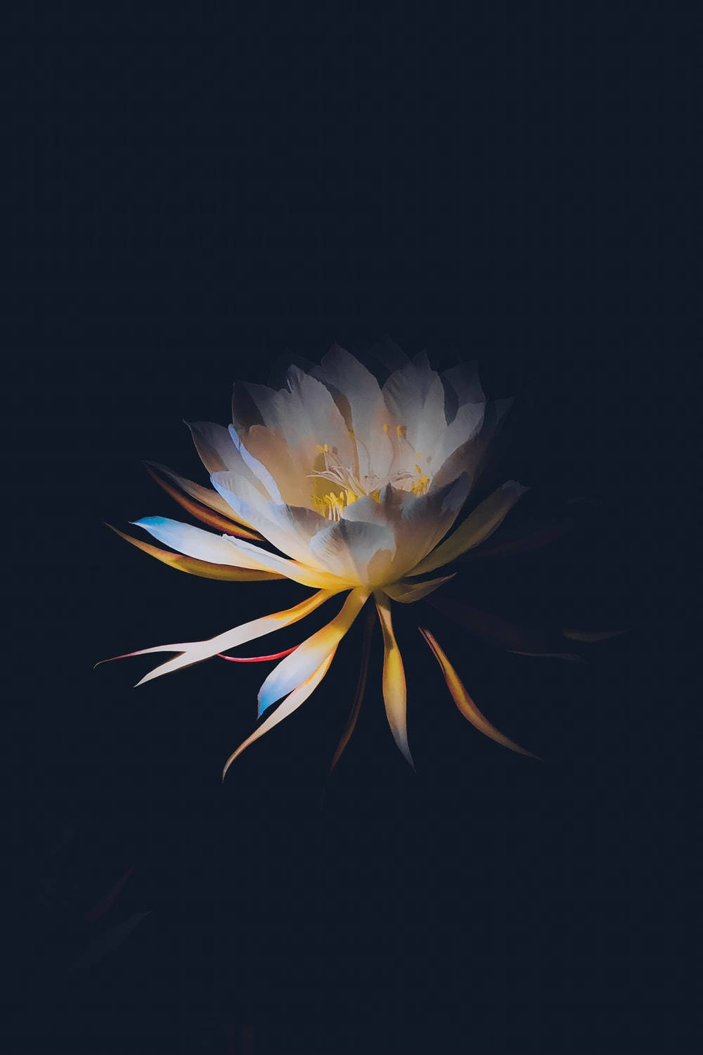 white yellow, dark floral, luminous night-blooming cereus, HD Phone Wallpaper