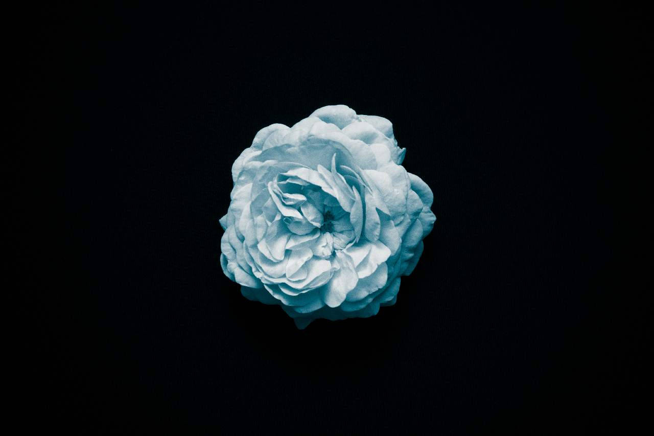 mint blue, dark floral, light blue rose, HD Desktop Wallpaper