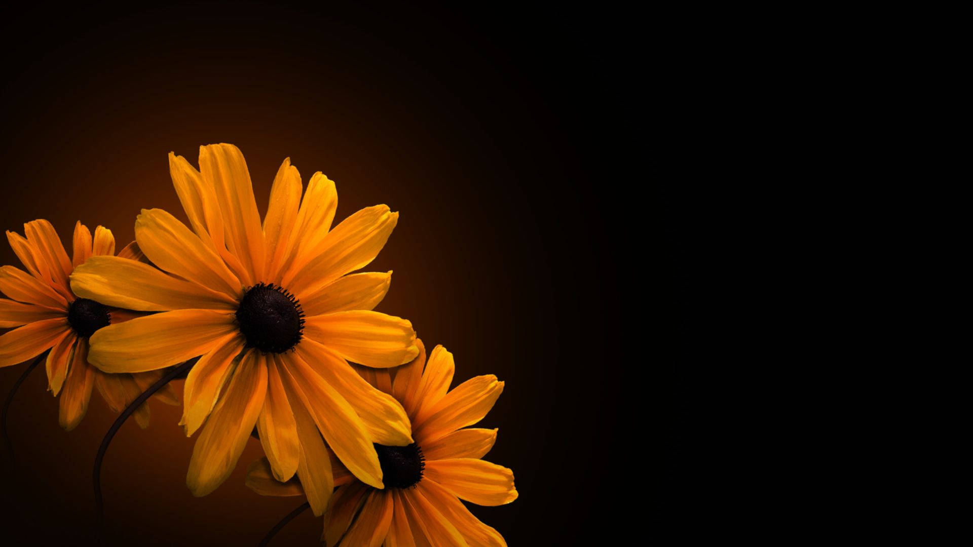sunflower, black-eyed susans, deep black gradient background, Full HD Desktop Wallpaper