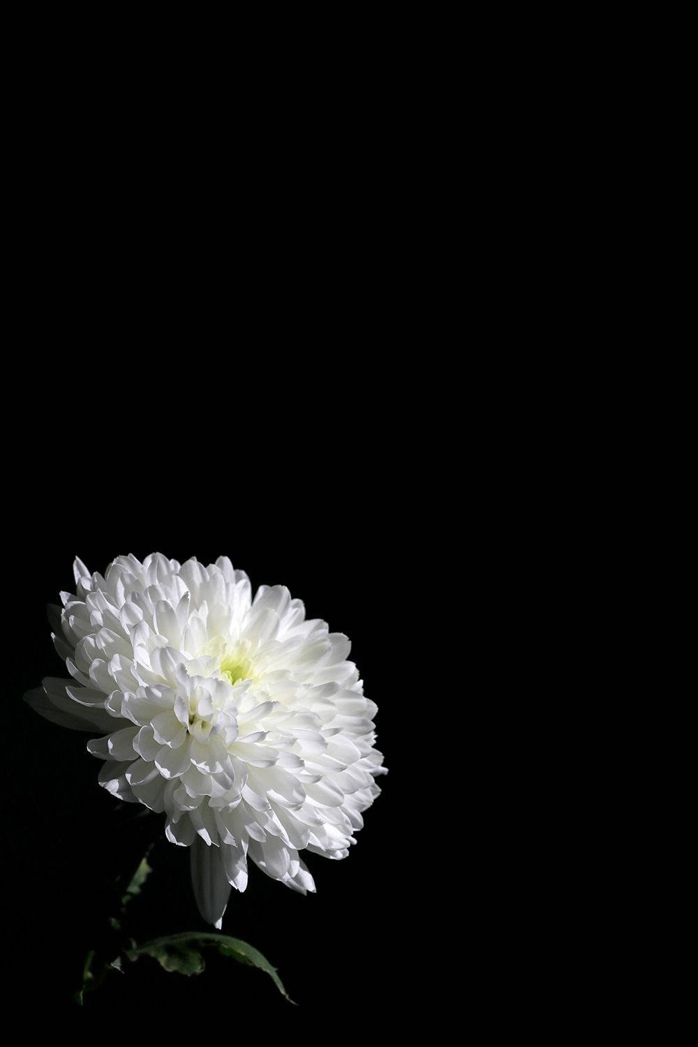 white chrysanthemum, stark black background, dramatic lighting, HD Phone Wallpaper