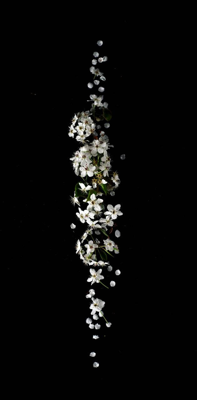 hanging white floral, white blossoms, green leaves, HD Phone Wallpaper