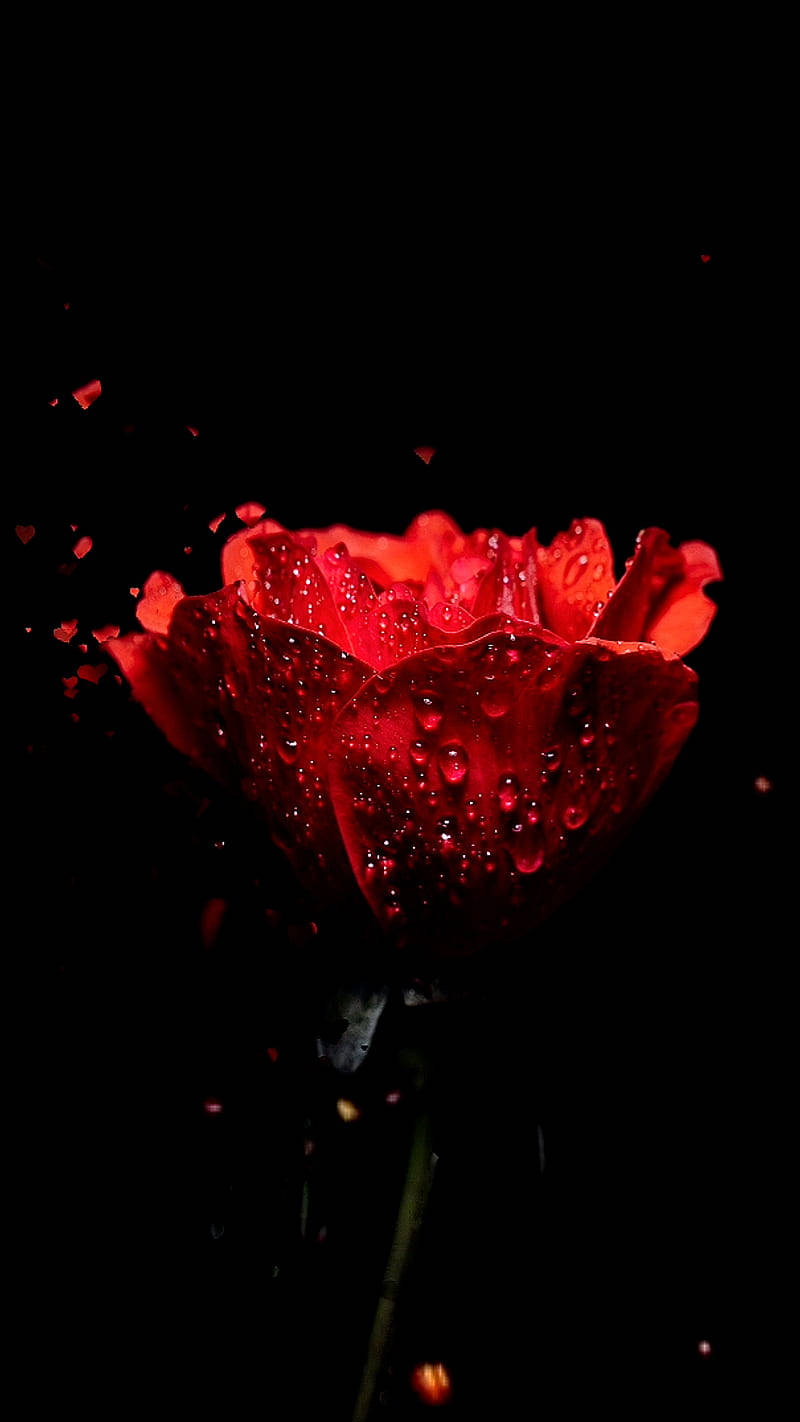 fresh dark red floral, vivid red rose, water droplets, HD Phone Wallpaper