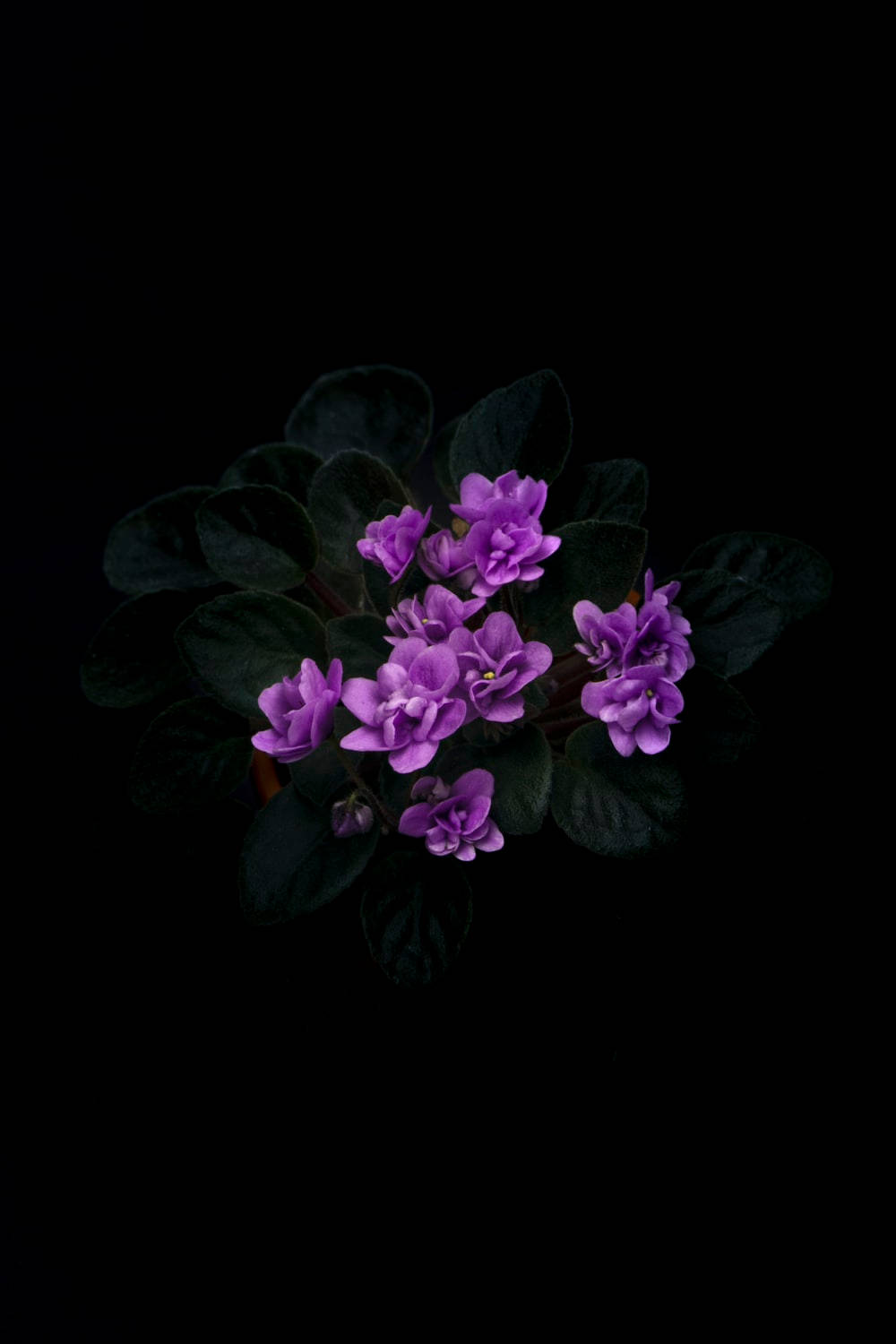 Dark Purple Floral, African violet, stark black background, HD Phone Wallpaper