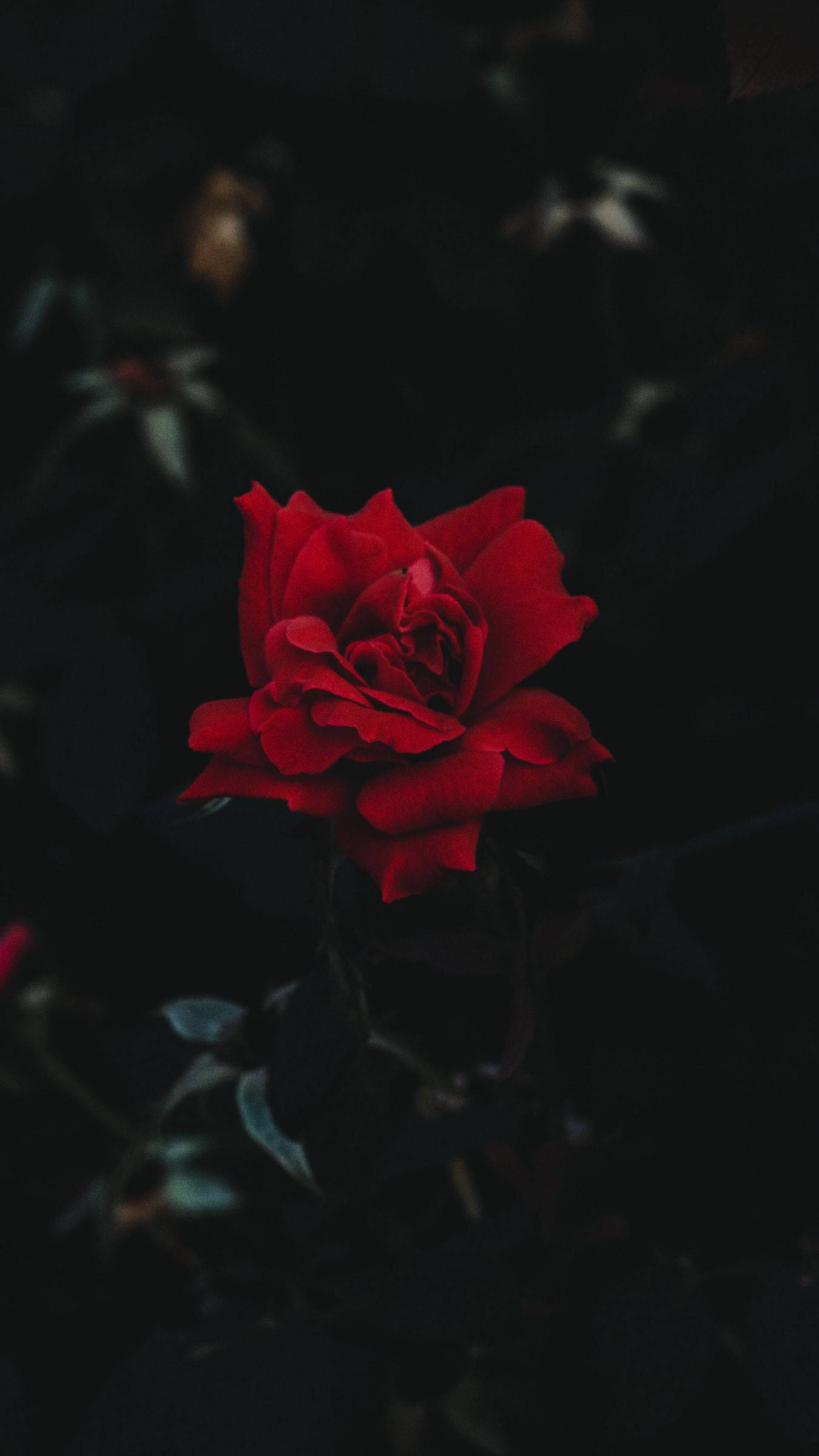 vivid red rose, deep black background, soft blurred foliage, Full HD Phone Wallpaper