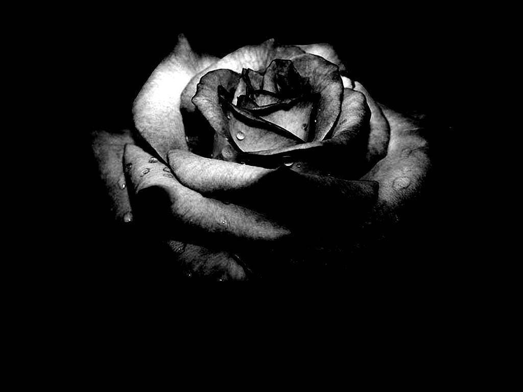 Dark Floral Rose, monochrome rose, dew drops, SD Desktop Wallpaper