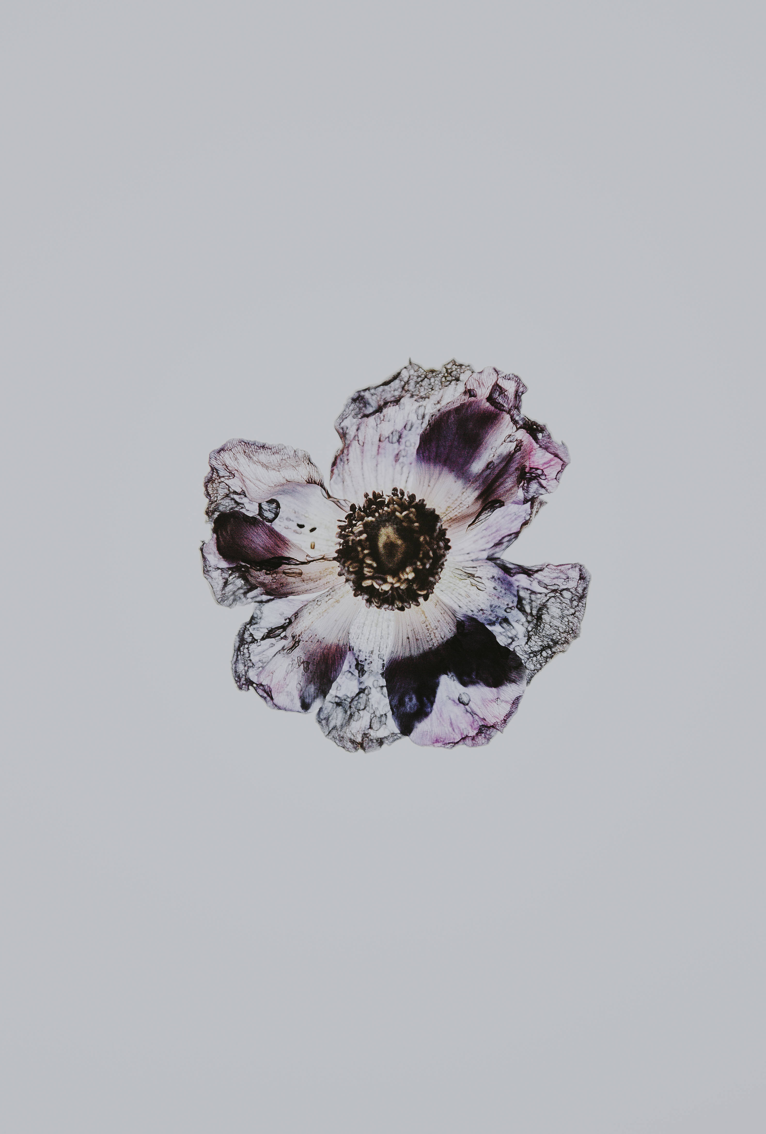 minimalist, maroon, dark floral, 4K Phone Wallpaper
