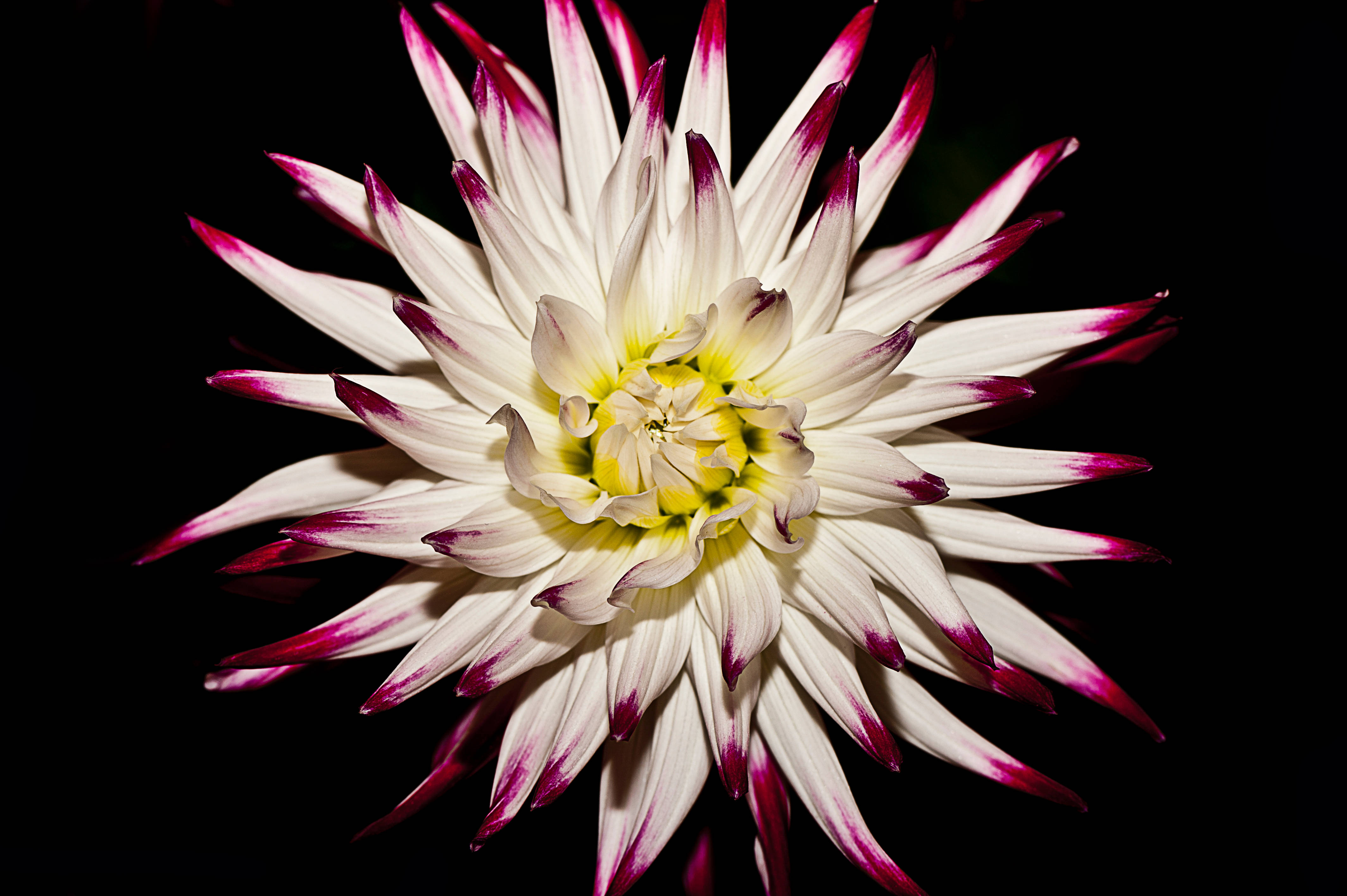 white dahlia, magenta-tipped petals, stark black background, 4K Desktop Wallpaper