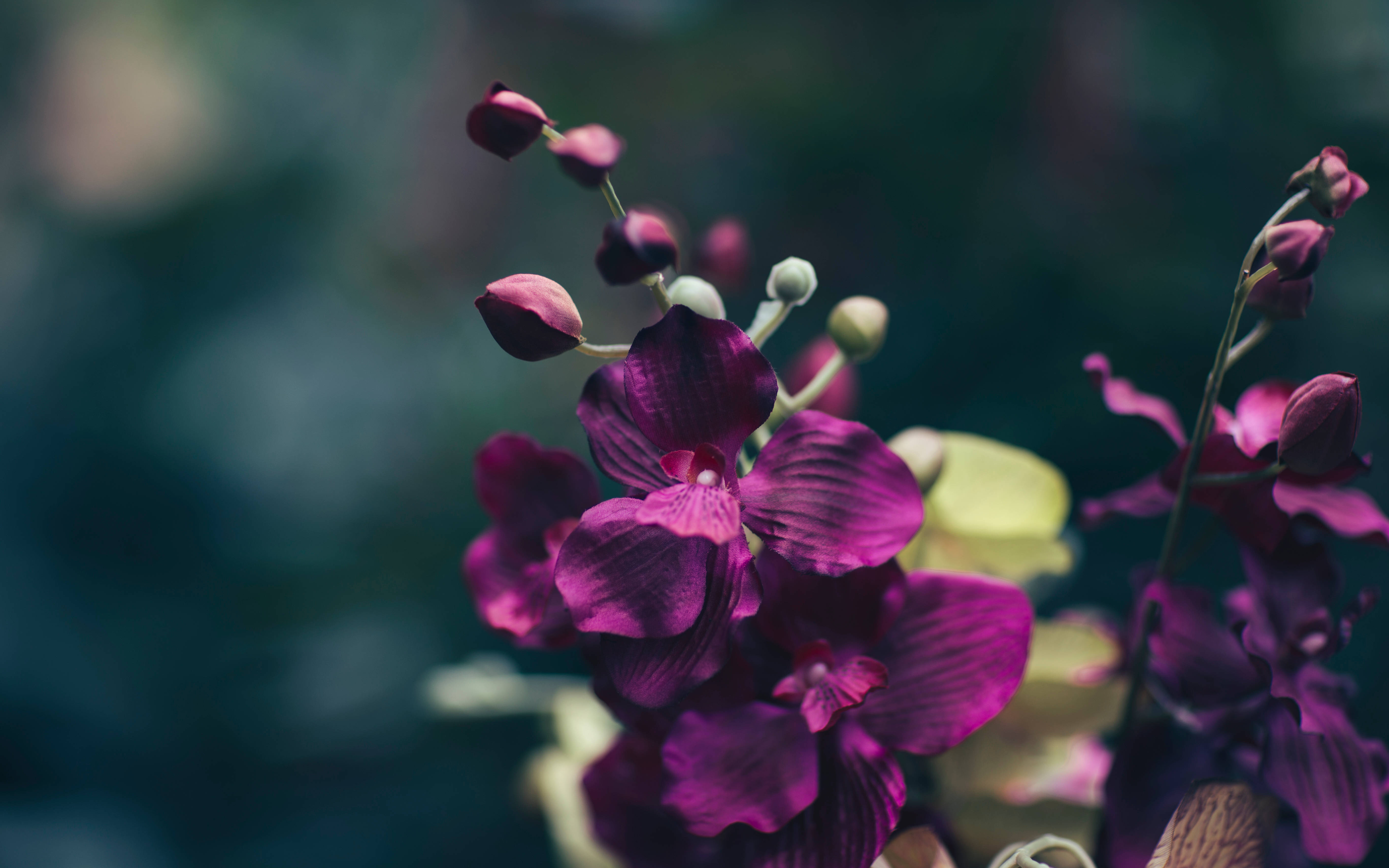 Dark Floral Purple, vibrant purple orchids, delicate petals, 5K Desktop Wallpaper