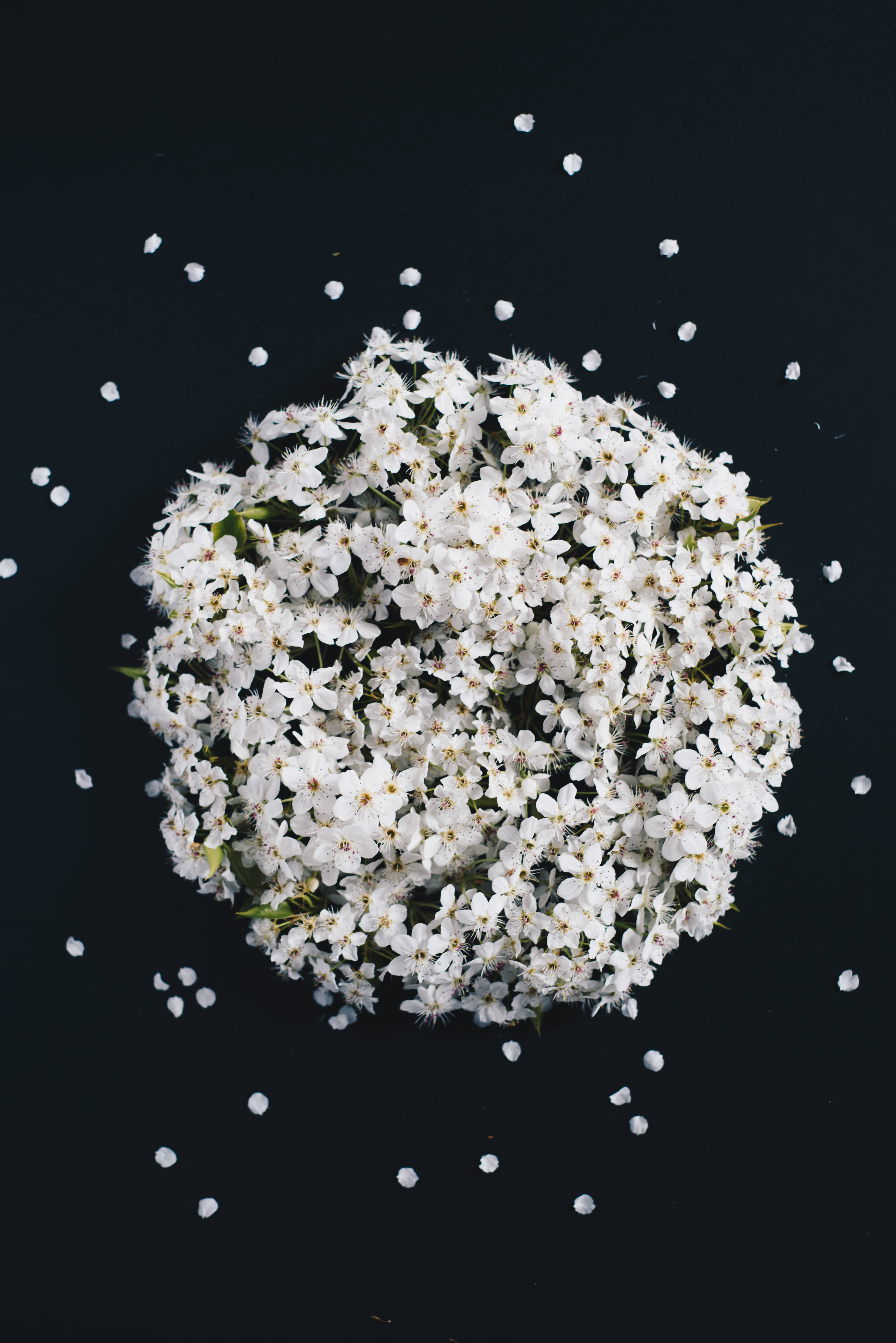 white cherry blossoms, stark black background, scattered petals, 5K Phone Wallpaper