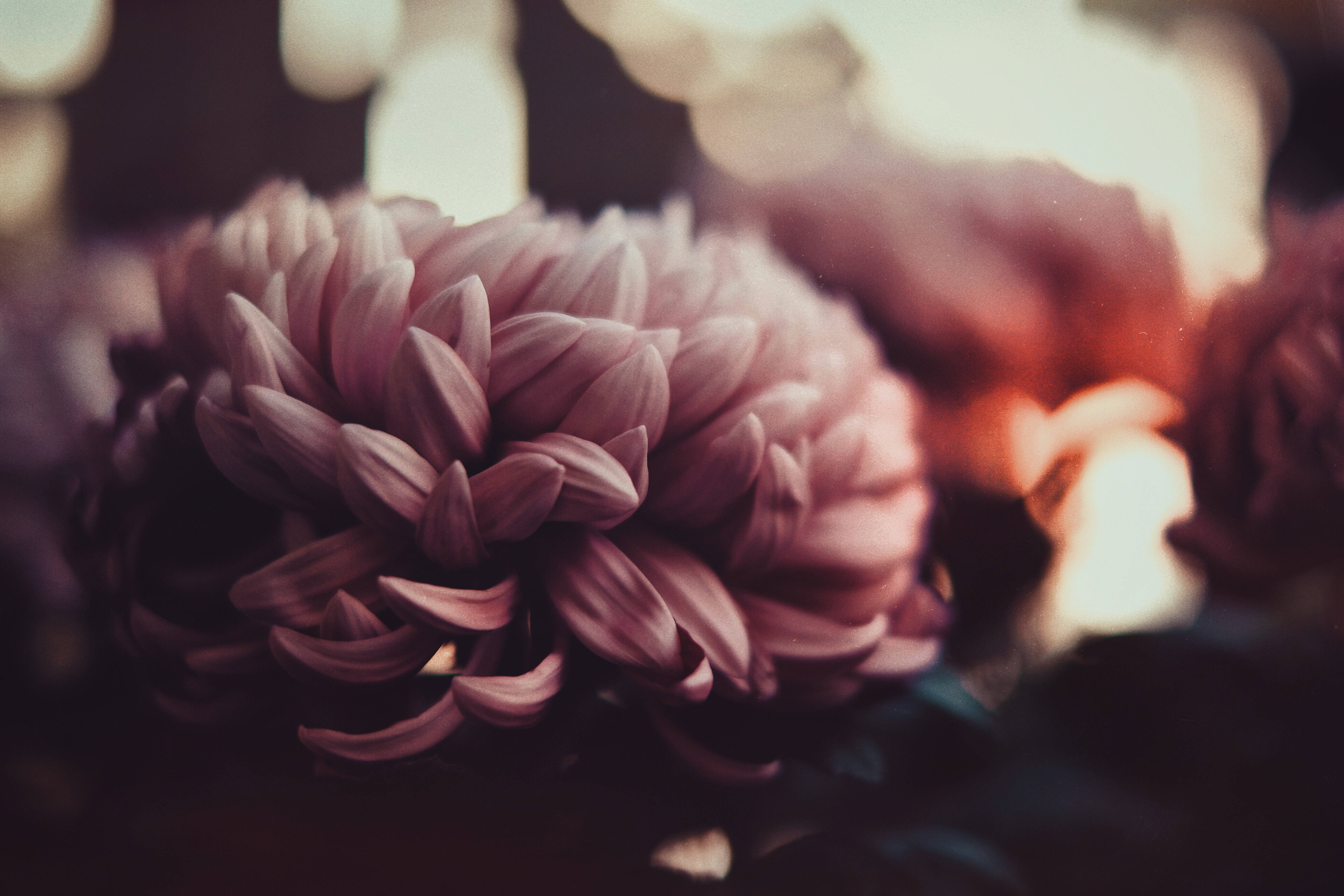 pink dark floral bouquet, soft pink chrysanthemum, warm bokeh lights, 5K Desktop Wallpaper