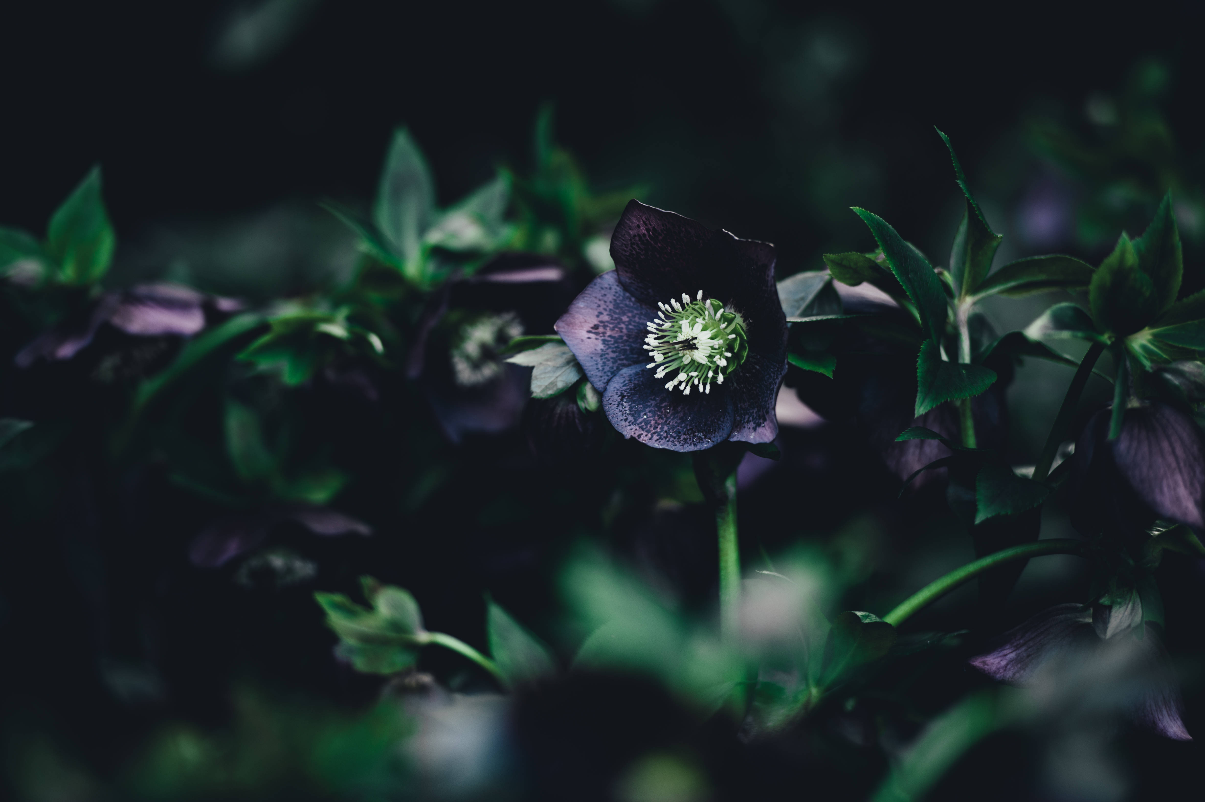 dark purple hellebore, white center, lush green foliage, 4K Desktop Wallpaper