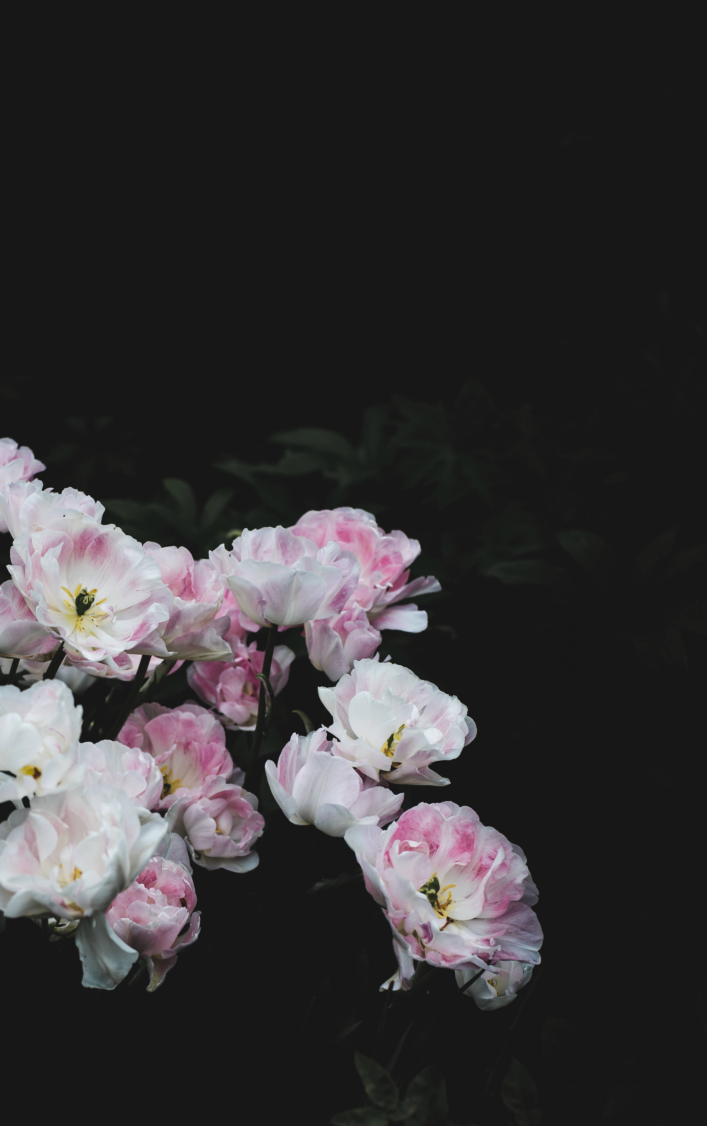 white pink floral, deep black background, soft pink peonies, 2K Phone Wallpaper